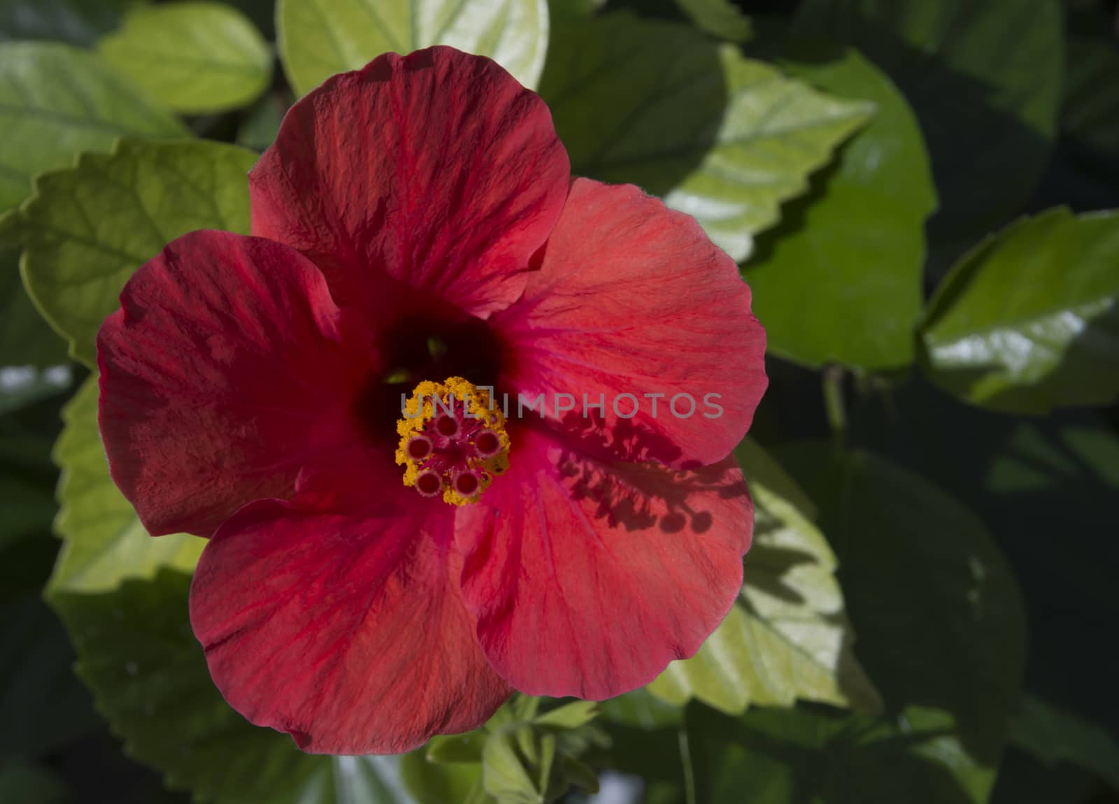 Red Hibiscus Green Foliage closeup, Mallorca, Balearic islands, Spain in October.