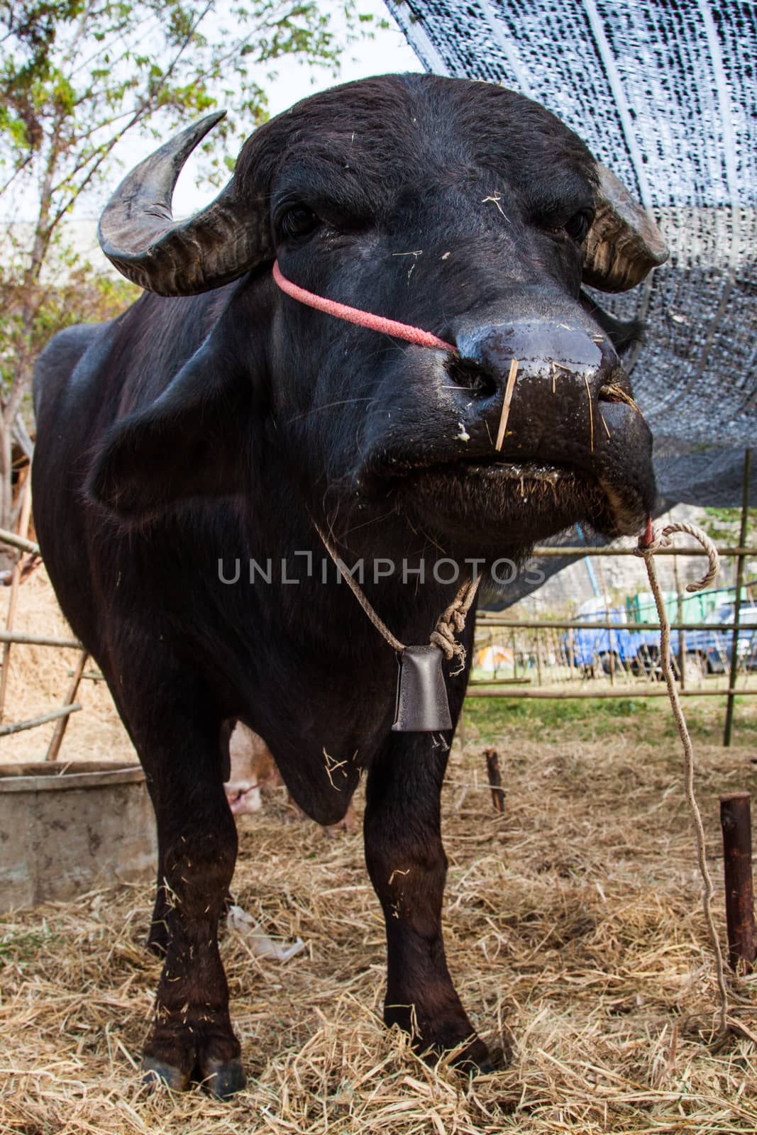 cows and buffalos in thailand  by kannapon
