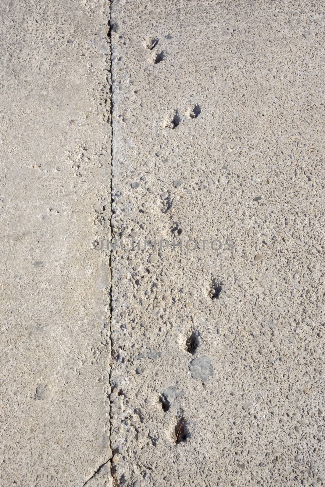 Concrete footprints, probably by a cat, on a sidewalk. Mallorca, Balearic islands, Spain.
