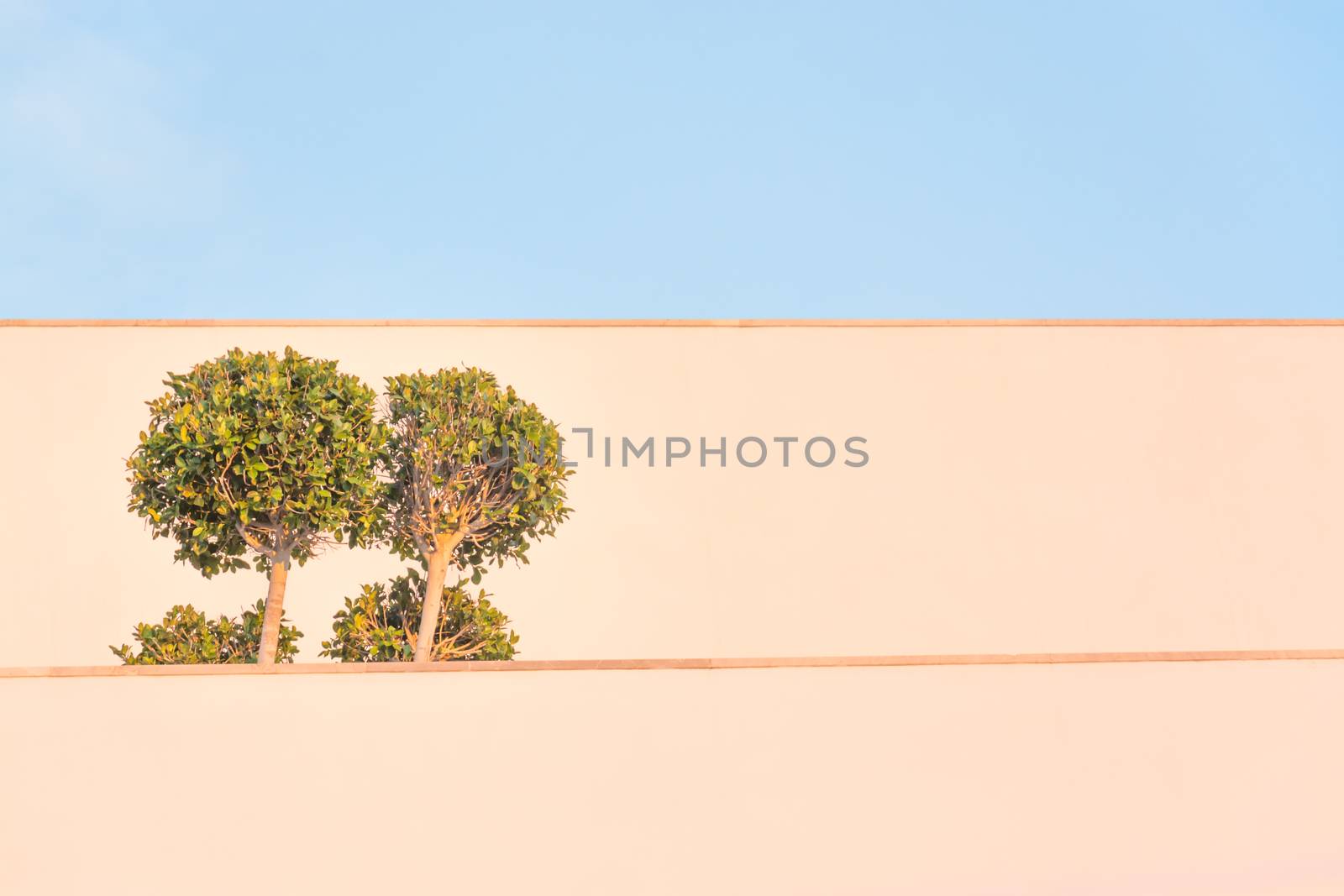Ficus tree building with wide horizontal white walls in sunset light.