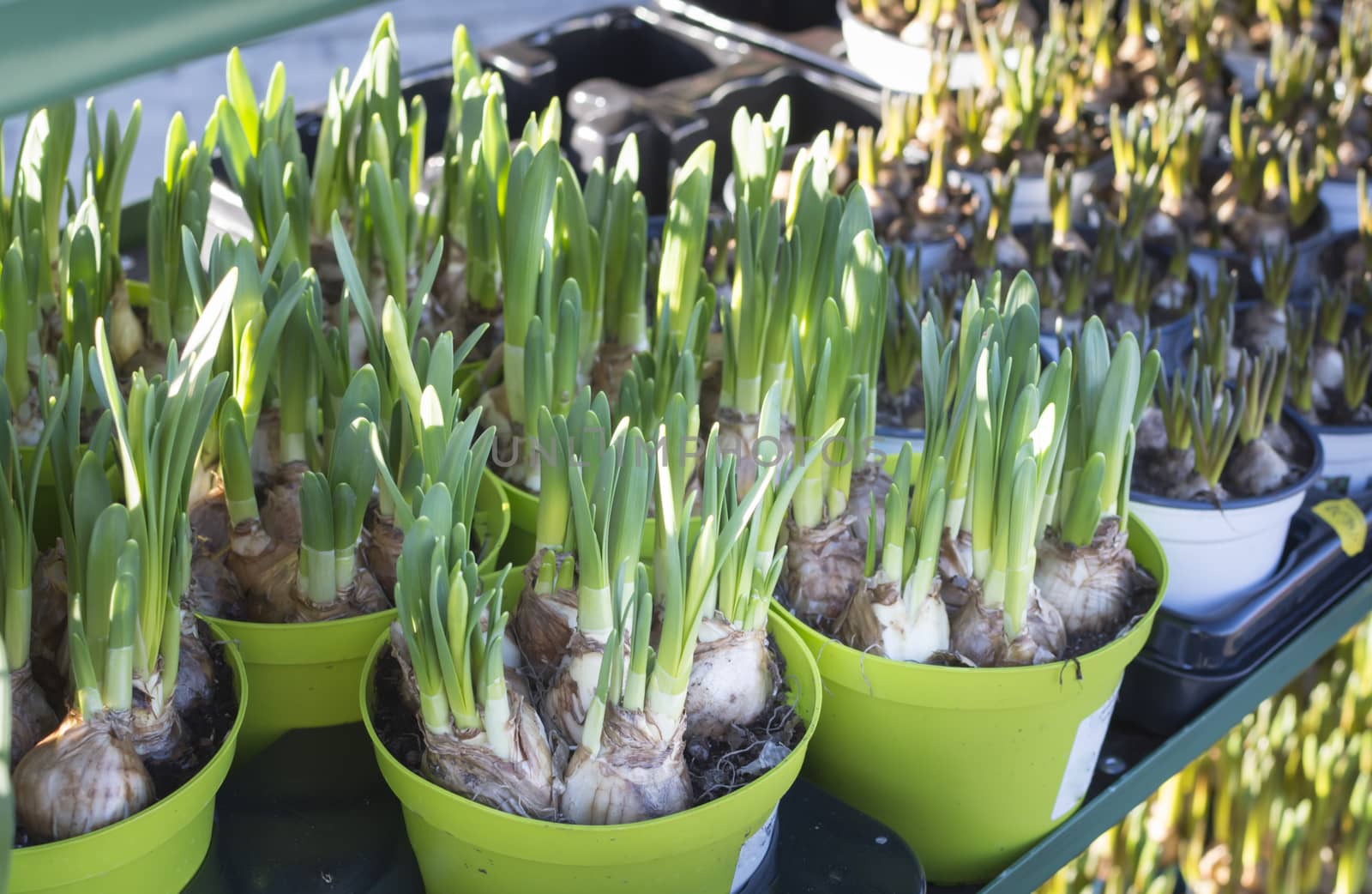 Spring flower pots with bulbs in a garden center.