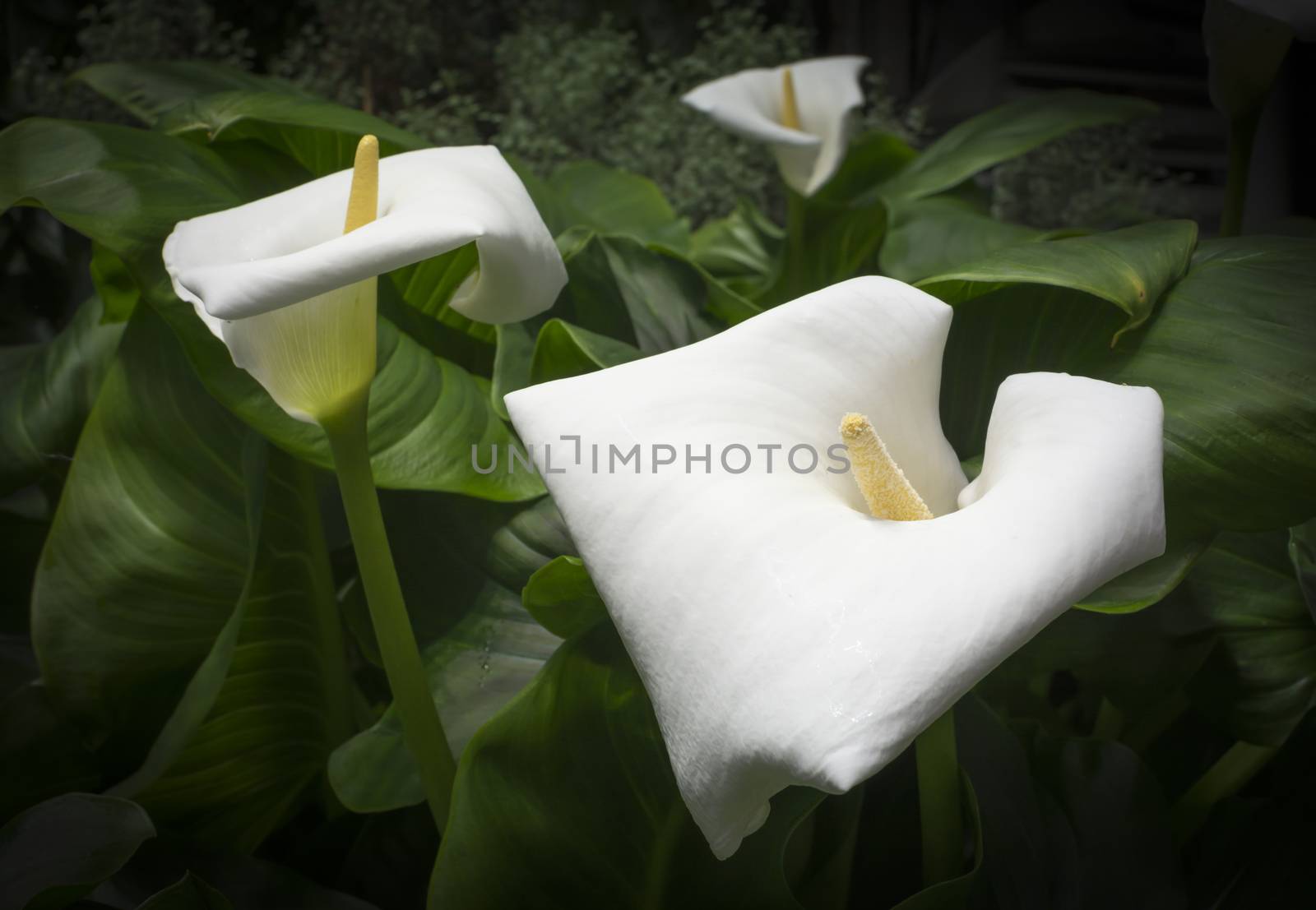 Three White Callas and green foliage.