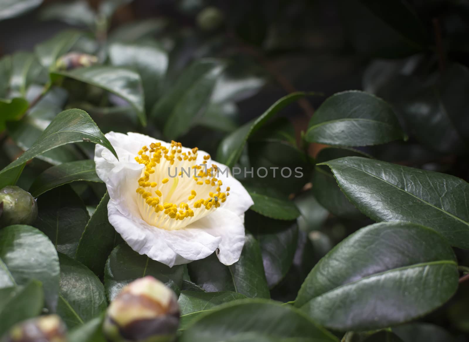 White Camellia Flower and buds in green foliage.