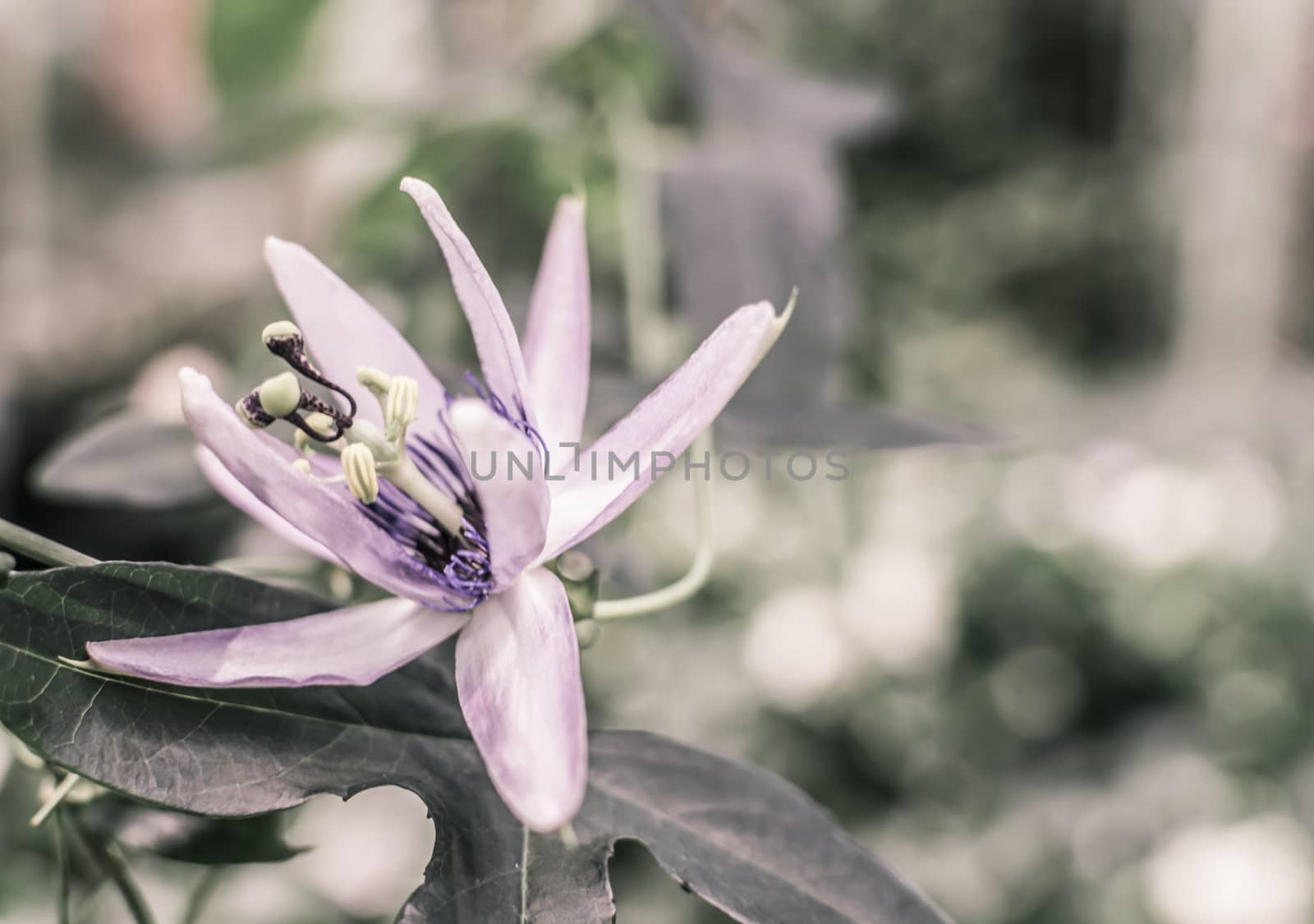 Passion Flower, passiflora incarnata blossoming in a garden. Romantic vintage filter treatment.