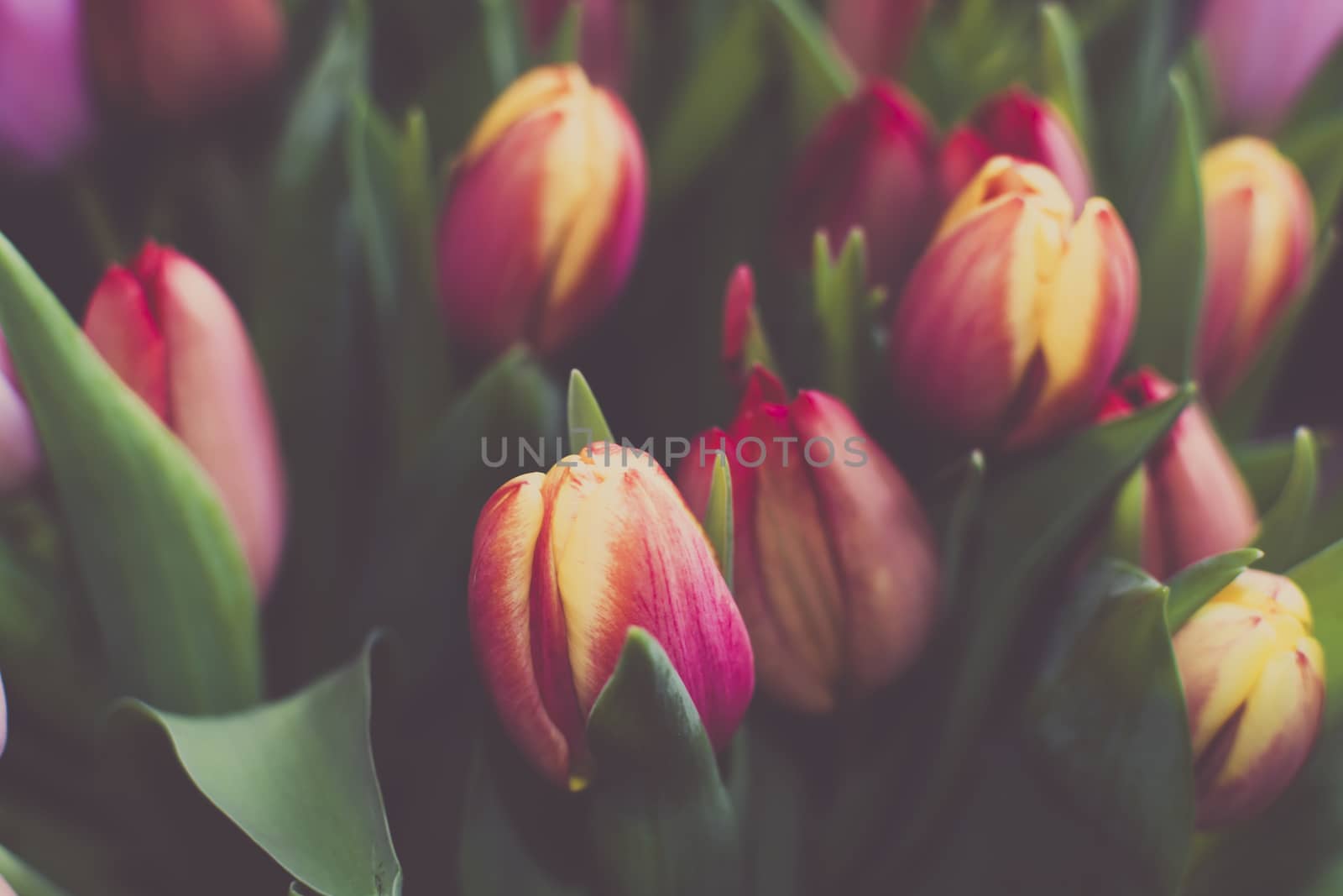 Tulip bunch full frame multi-colored.