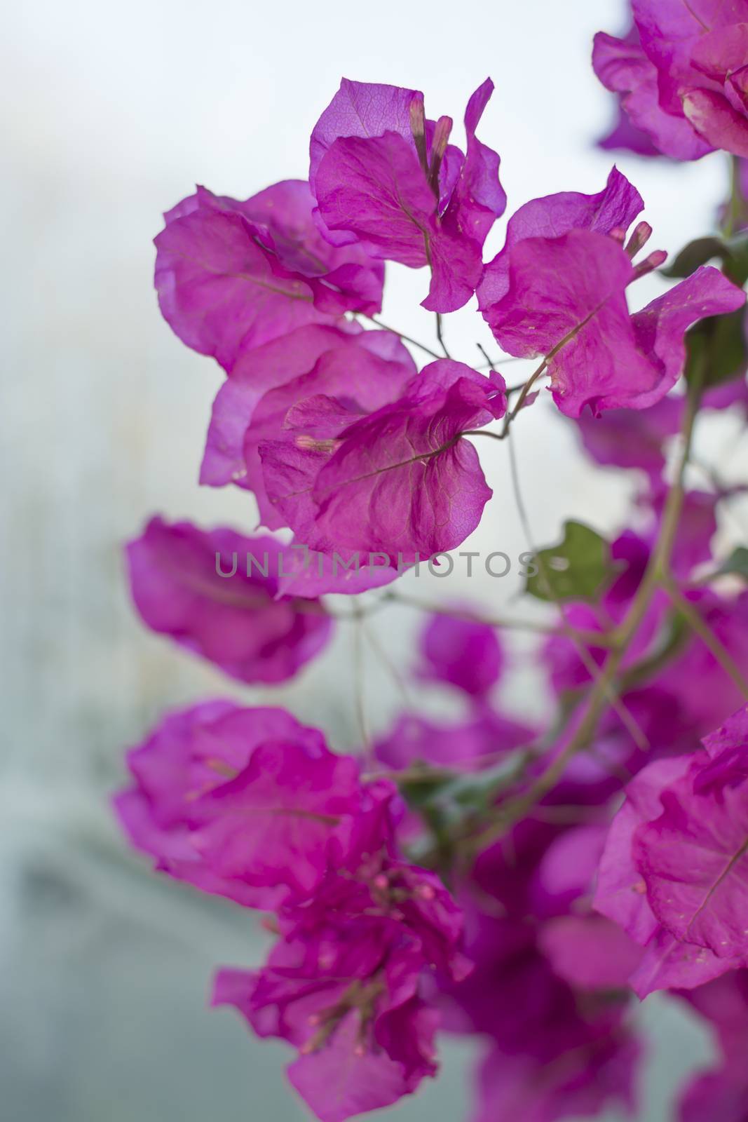 Bougainvillea on gray vertical image.