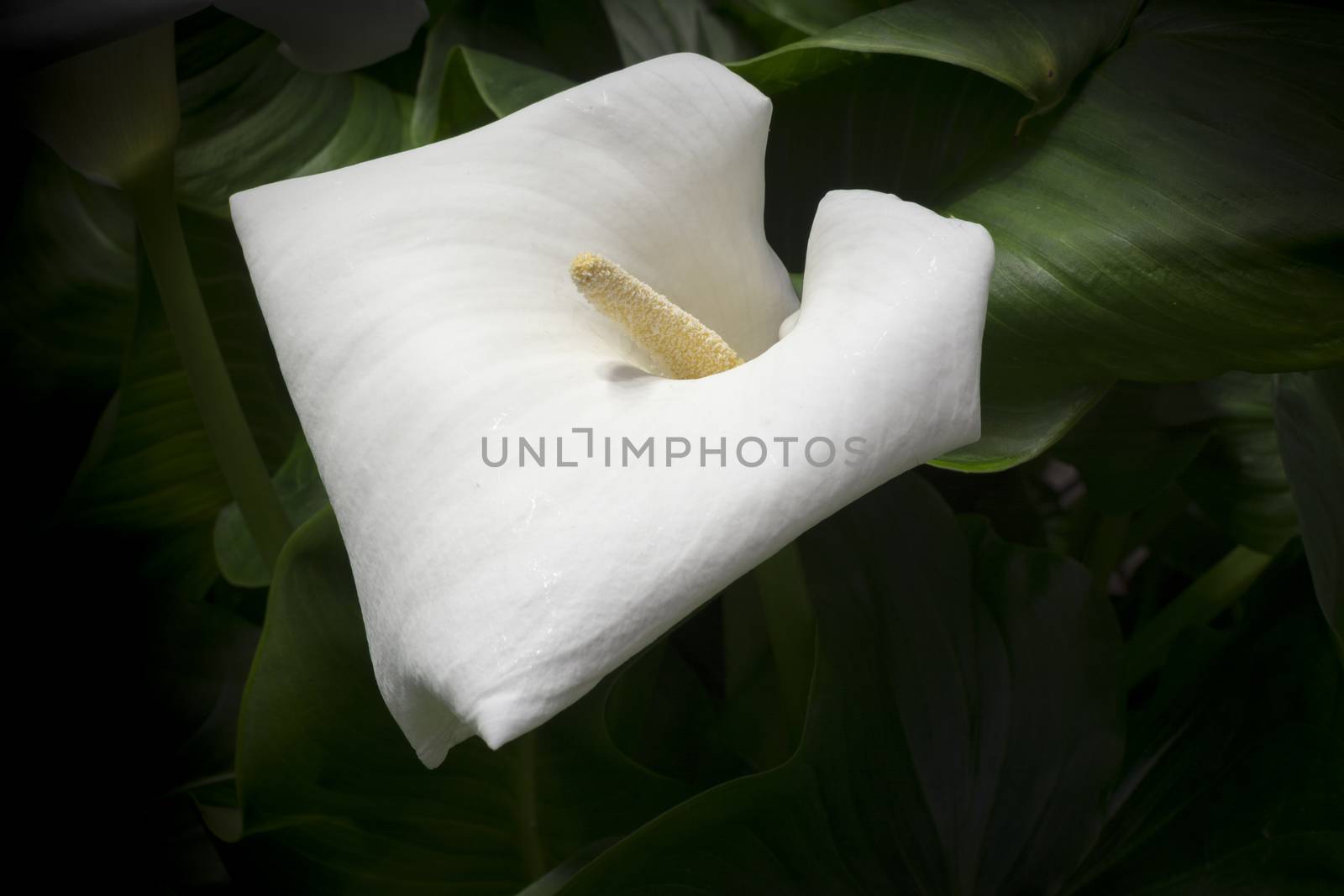 White calla Lily. The Calla lily's classic meaning is considered to be magnificent beauty and a symbol of fertility and abundance.