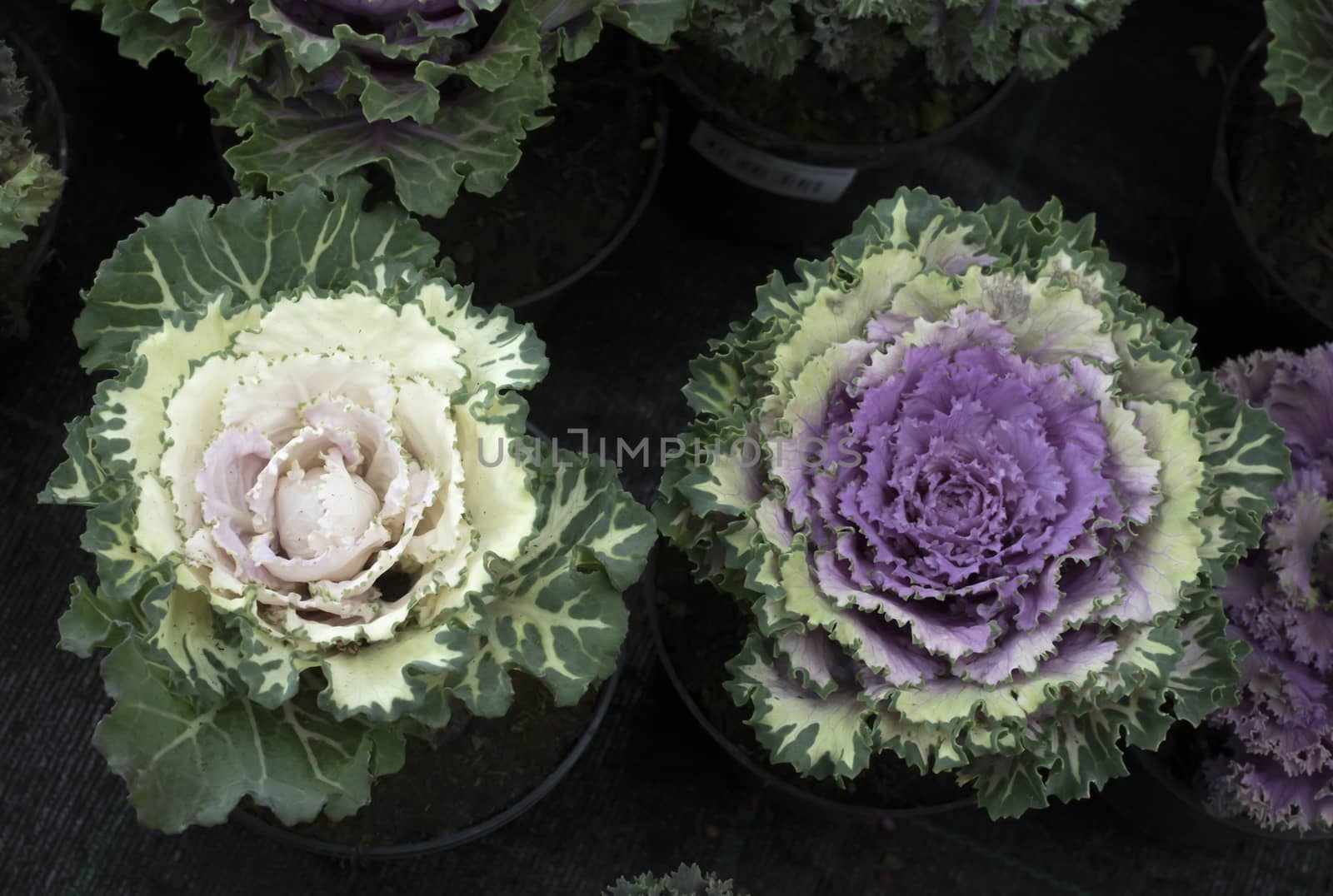 Two flower cabbage in pots in colors pink, purple and green on dark background.