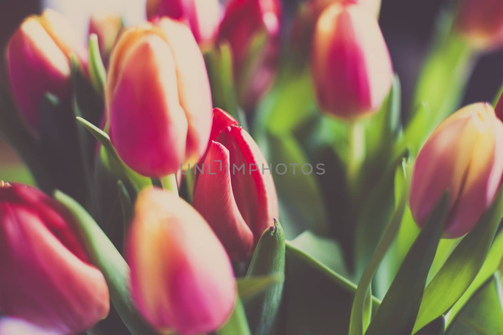 Bright Tulip time by ArtesiaWells