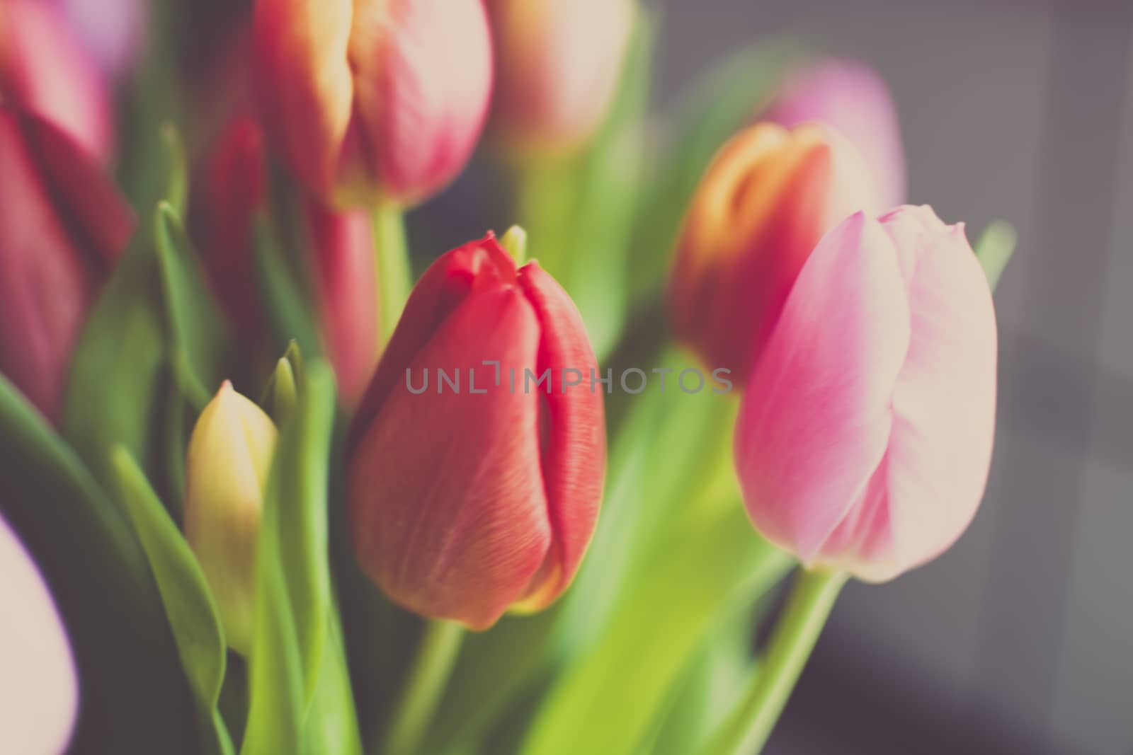 Pink and red tulips with vintage feel.