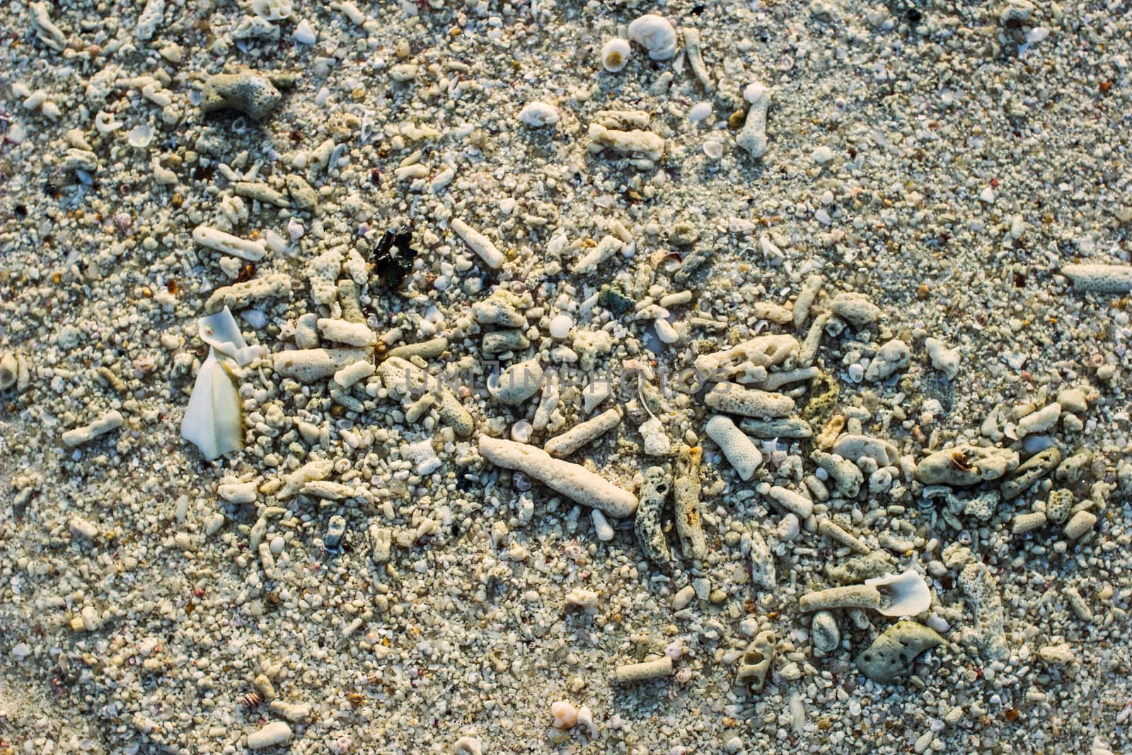 Dry dead coral on the sand.