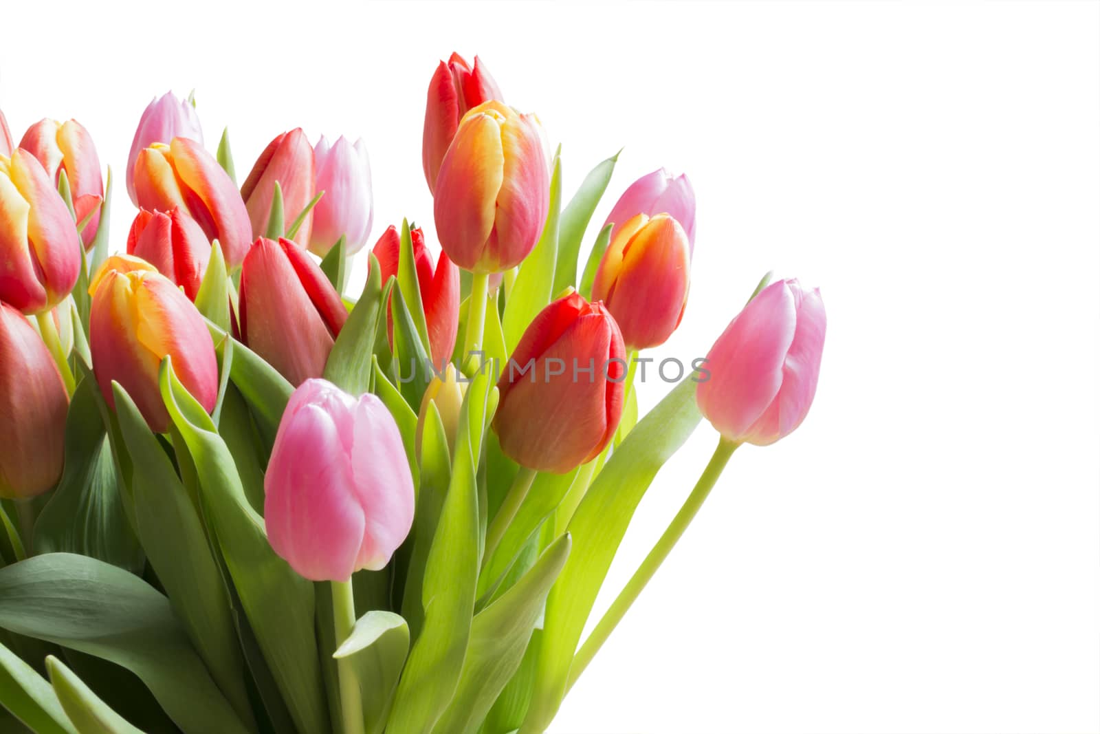 Spring color tulips in a bouquet with pink, red beautiful flowers isolated on white.