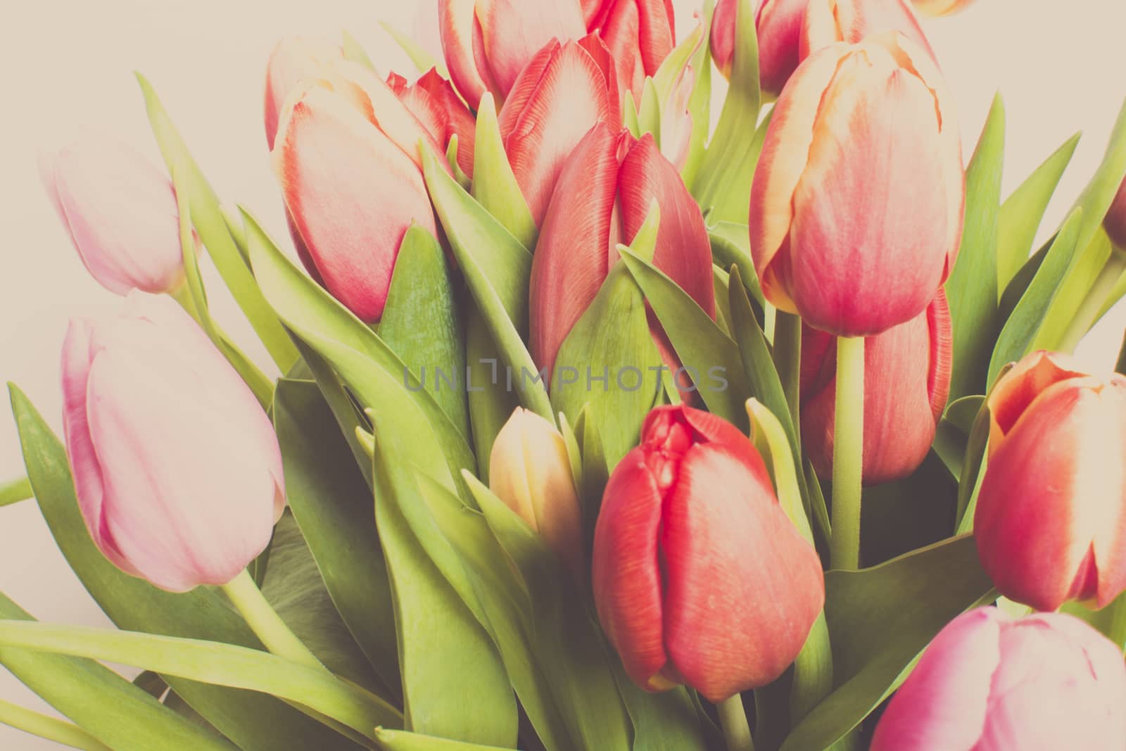 Red and pink vintage tulips. Tulips in red and pink, vintage filter treatment.