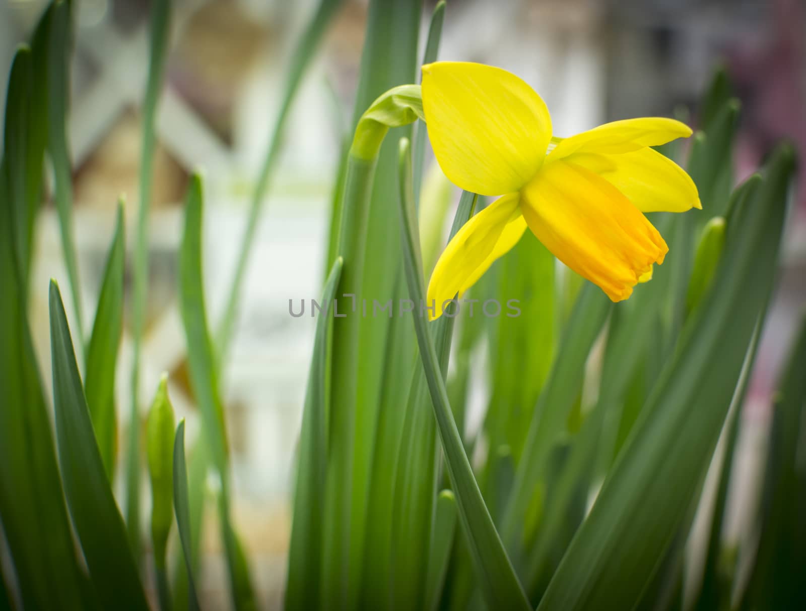 Single yellow daffodil turned to the right and green leaves.
