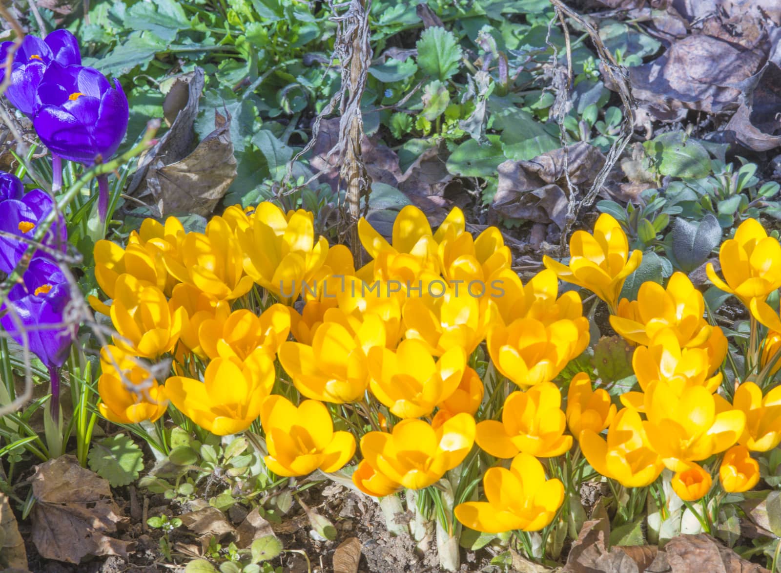 Yellow Crocus in garden grass, Stockholm, Sweden in March.