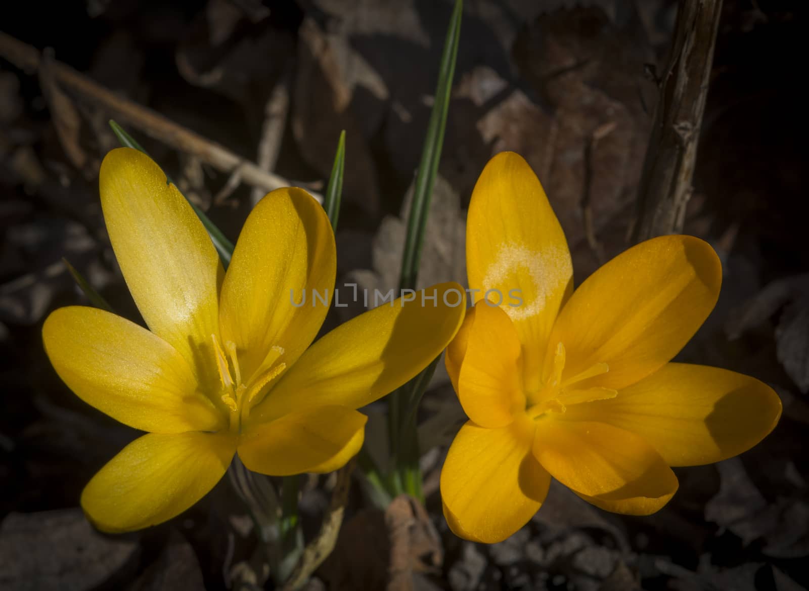 Two yellow crocus flowers outdoors in March, Stockholm, Sweden.