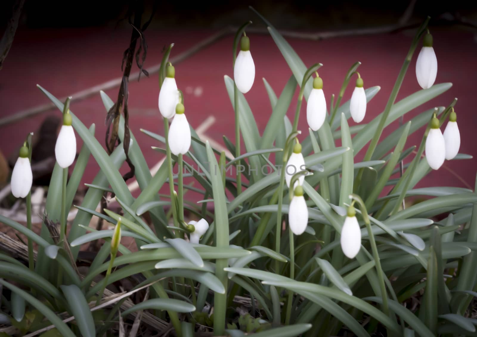 Snow Drops Red Background by ArtesiaWells