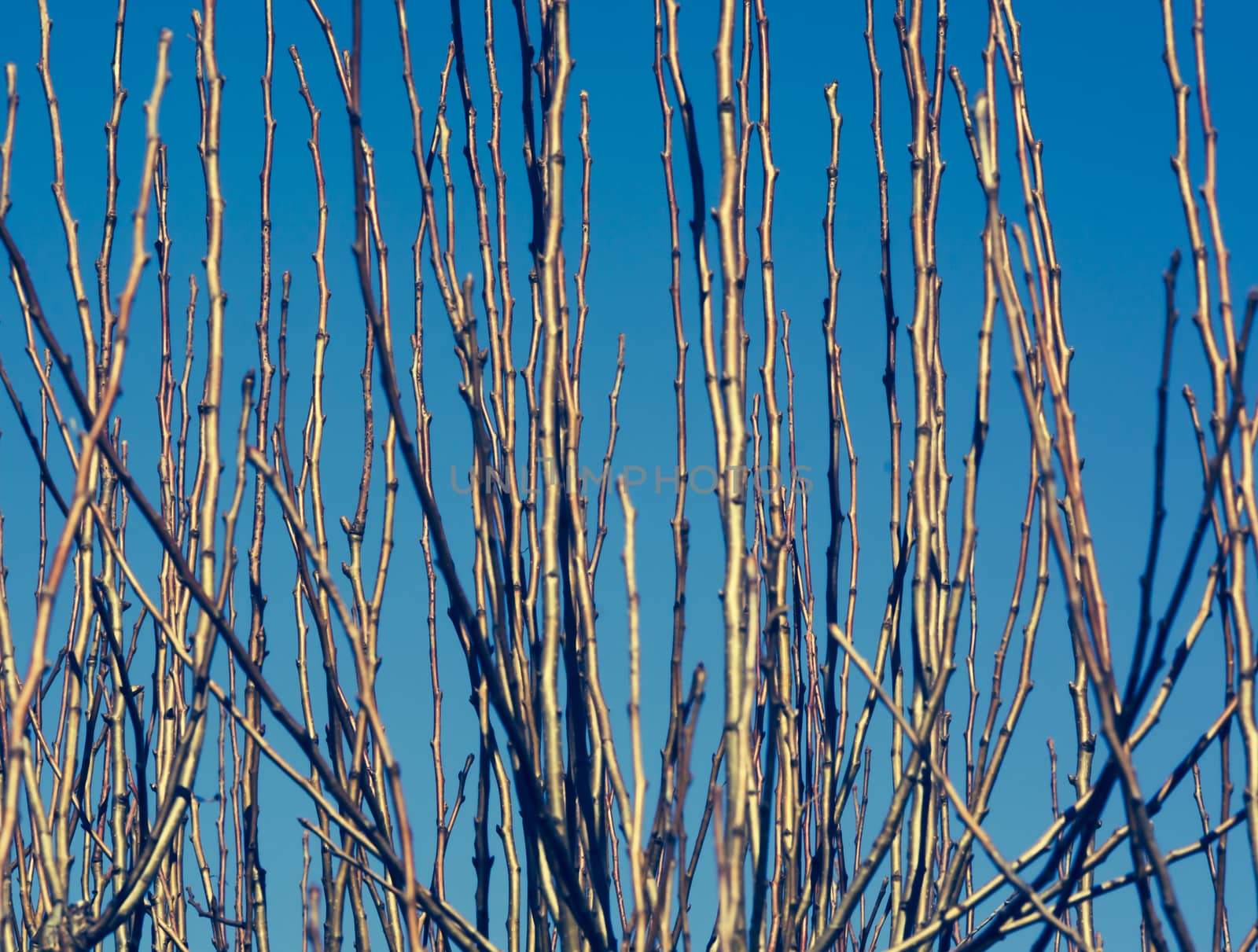 Upwards Growing Twigs. New twigs on cut tree growing straight up in decorative pattern against blue sky. March, Stockholm, Sweden.