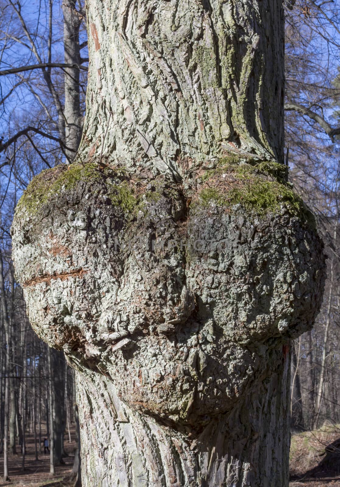 Heart shaped growth on tree. Stockholm, Sweden in March.