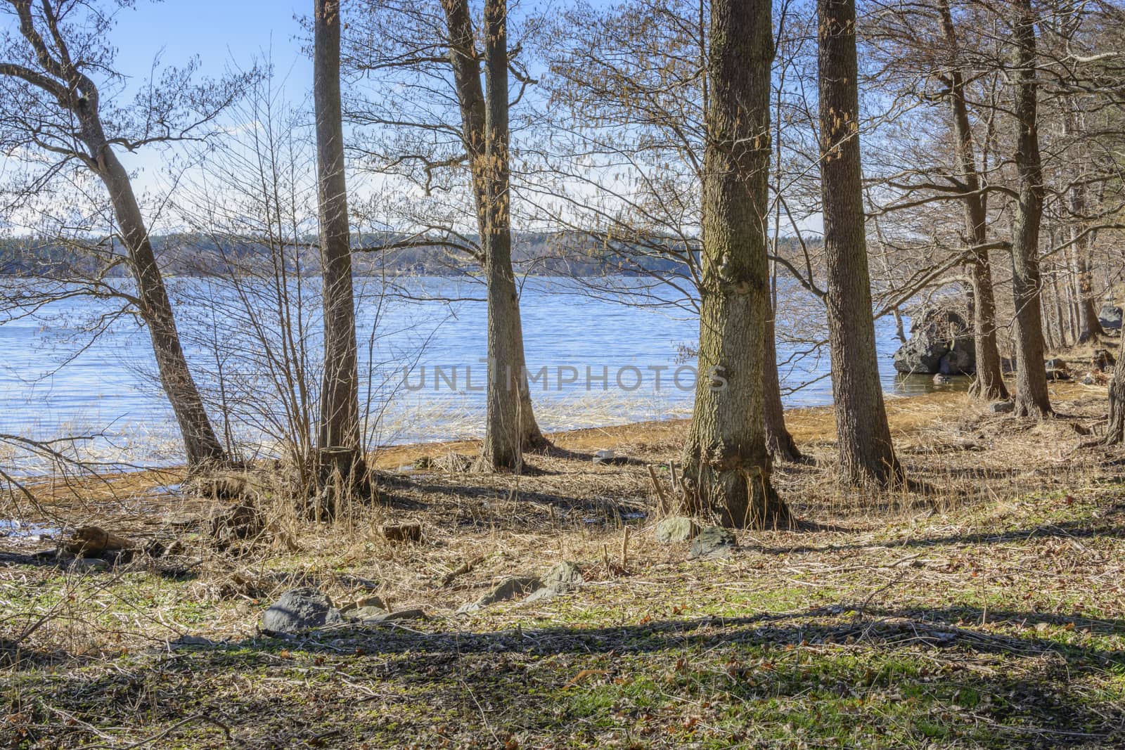 Spring by the lake. Springtime begins in the forest at Lake Malaren, Stockholm, Sweden in Mid March.