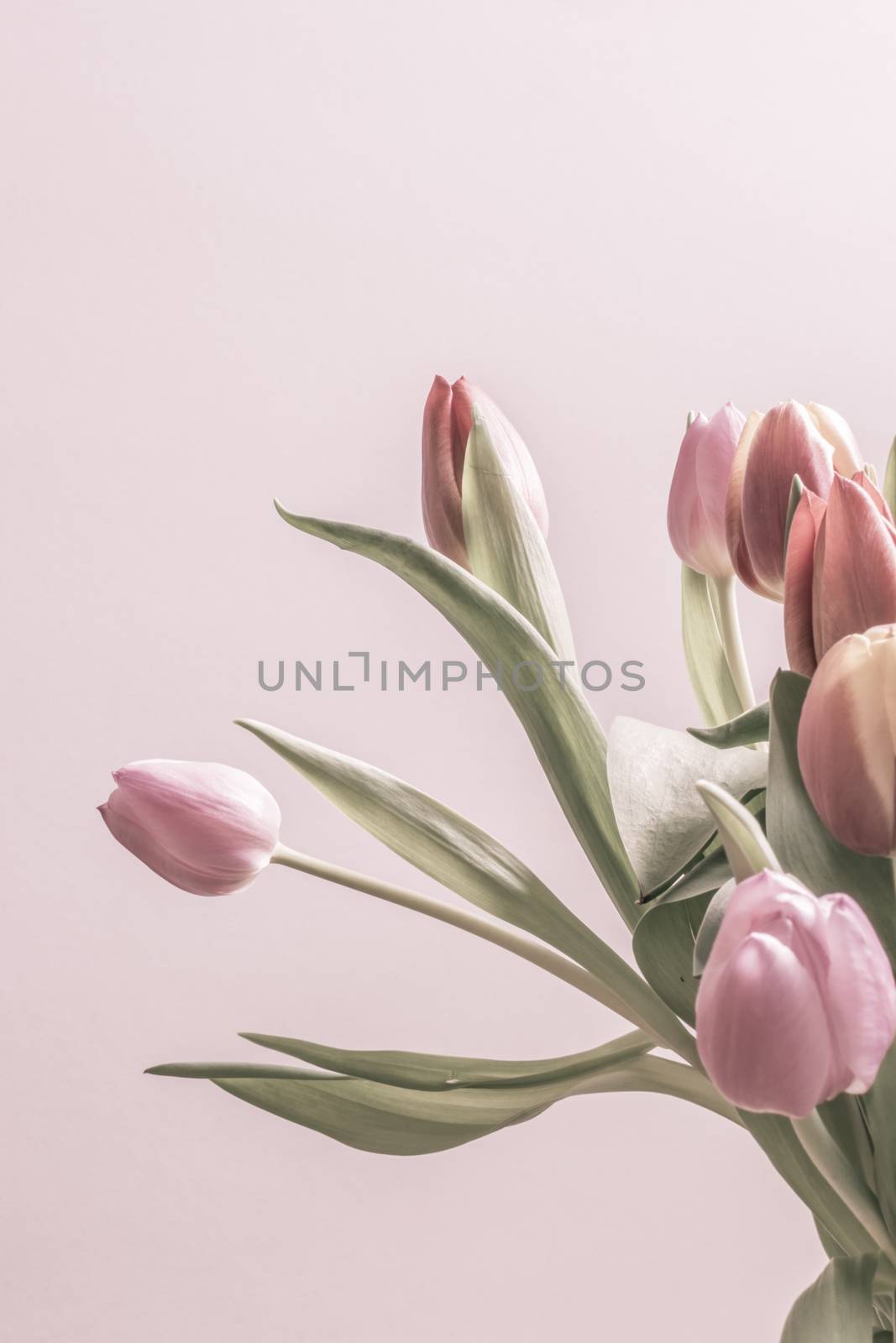Group of vintage tulips by ArtesiaWells