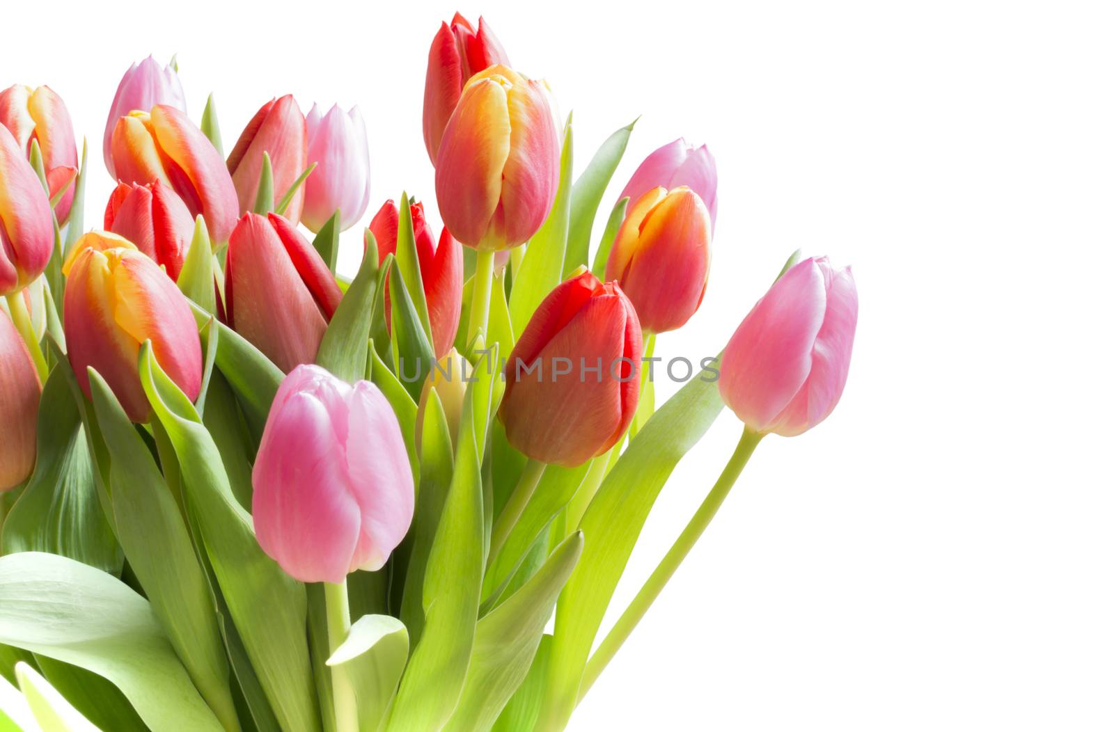 Spring tulips in a bouquet with pink, red and yellow flowers isolated on white.
