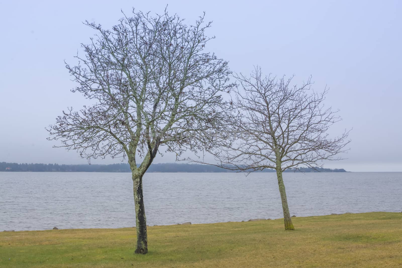 Two trees by Lake Vanern in Amal, Varmland, Sweden in March.