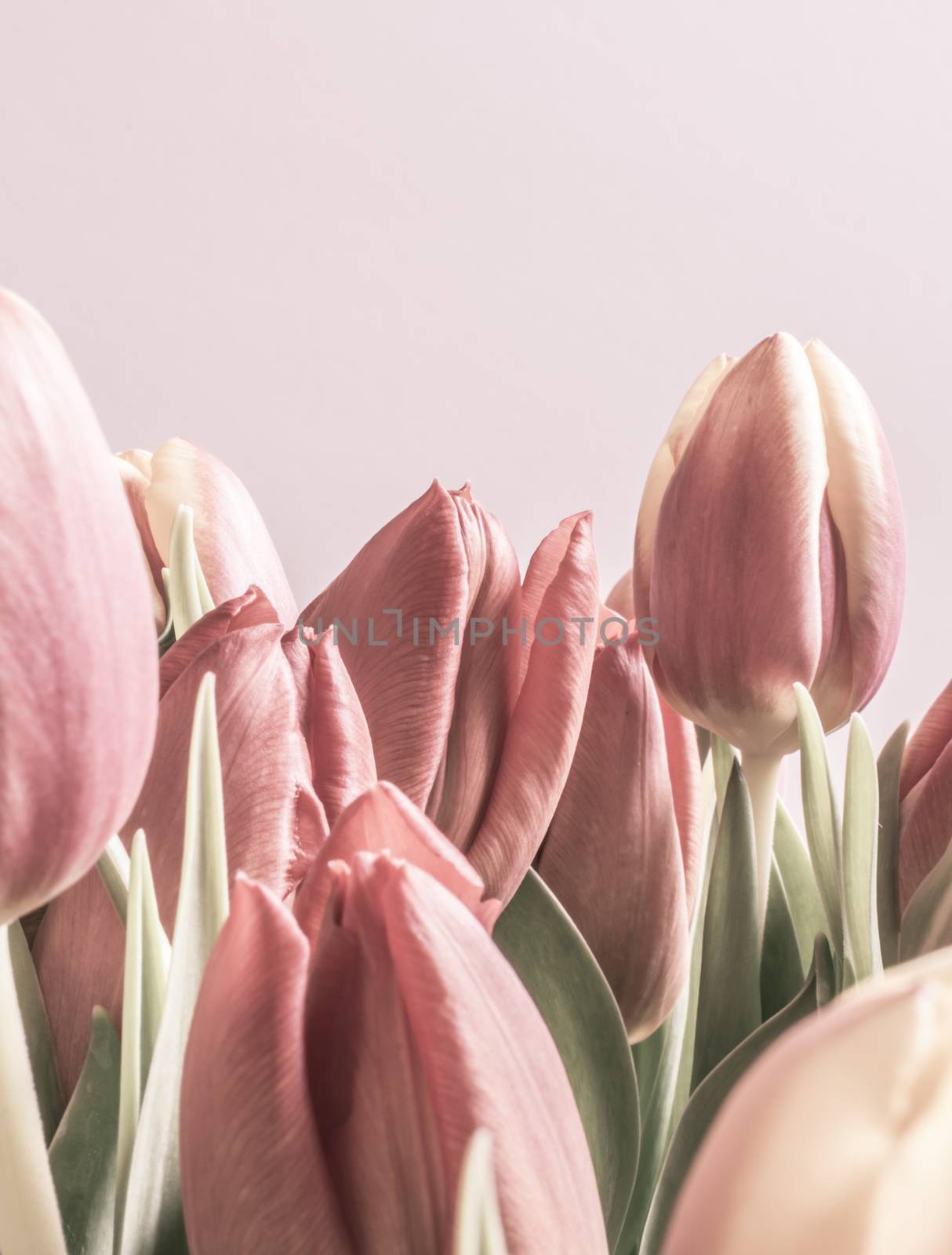 Vintage tulips in soft pink color. Vertical image with copy space.2