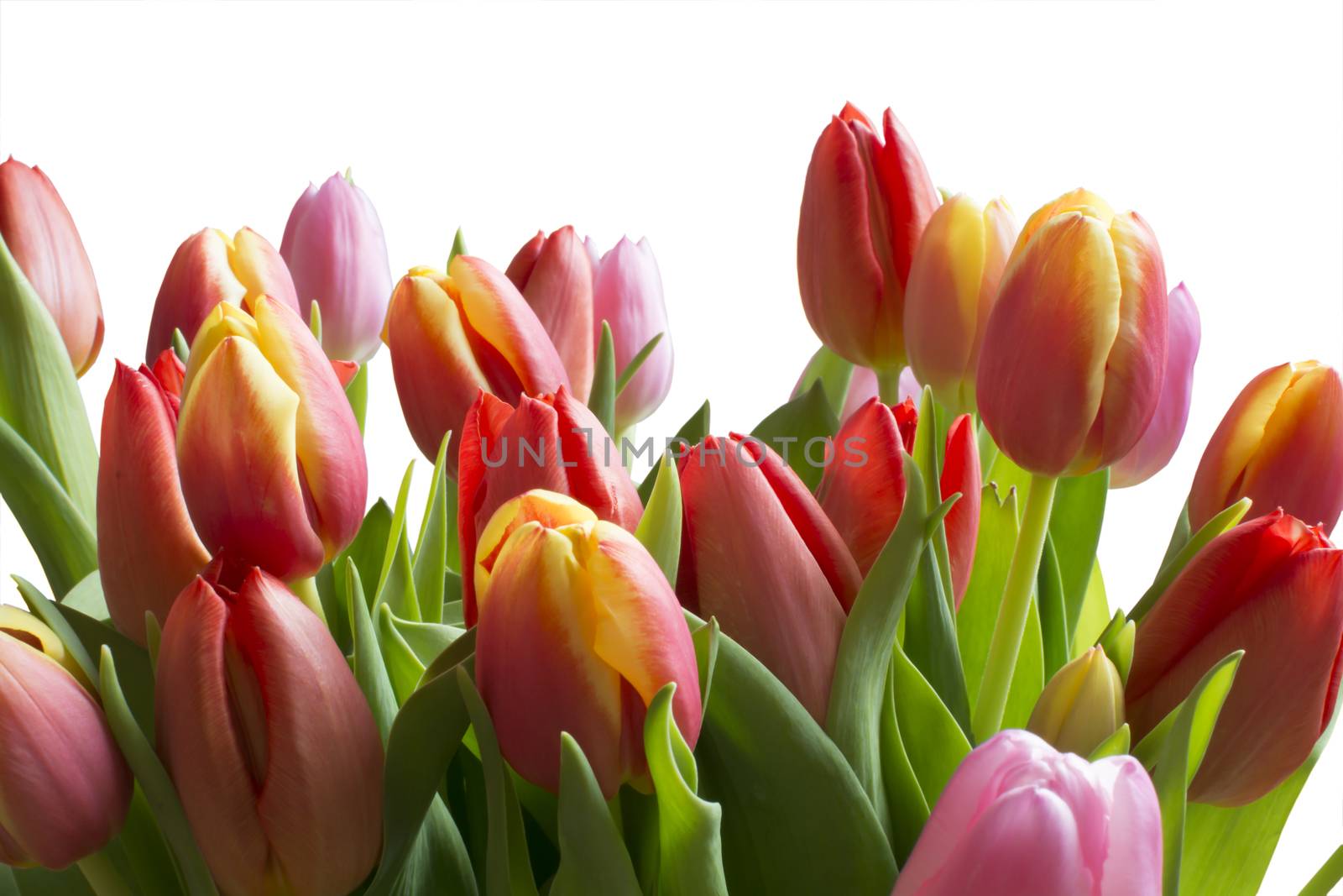 Clear Color tulips isolated on white.