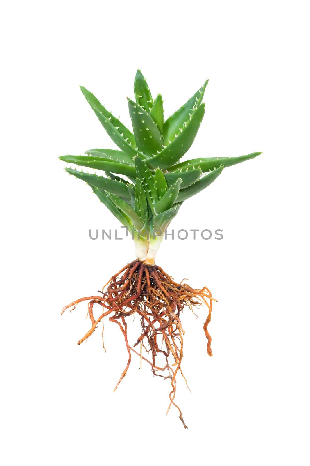 Aloe vera isolated