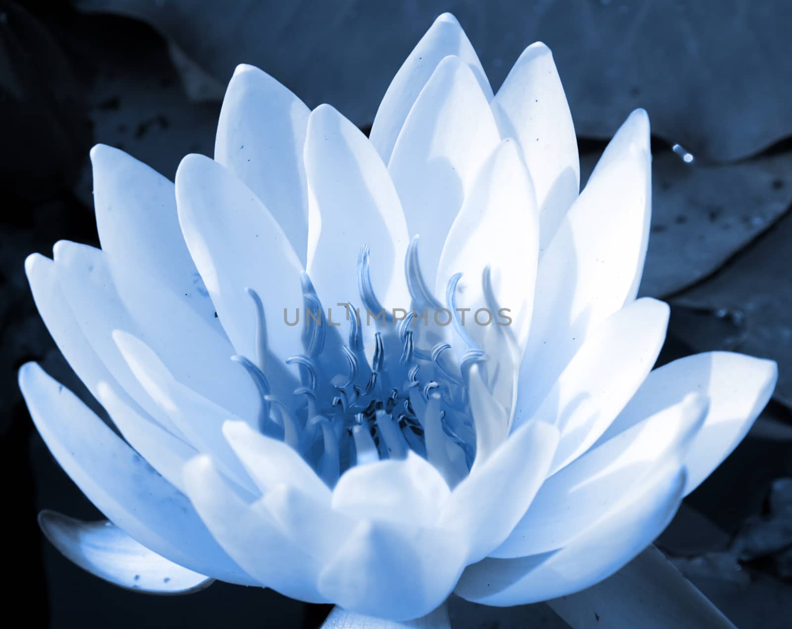 Closeup image of a white water lily