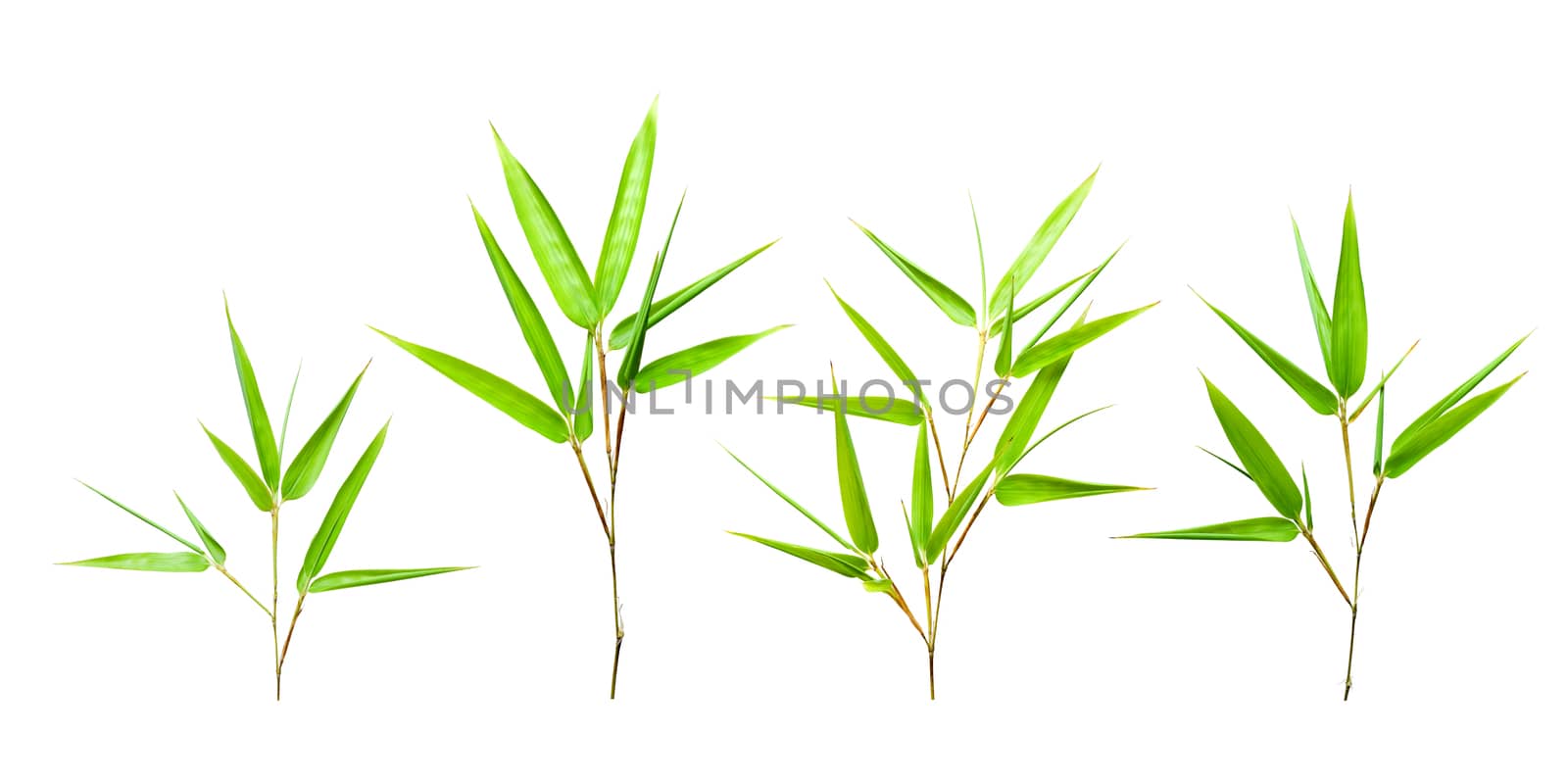 Bamboo leaves by myyaym