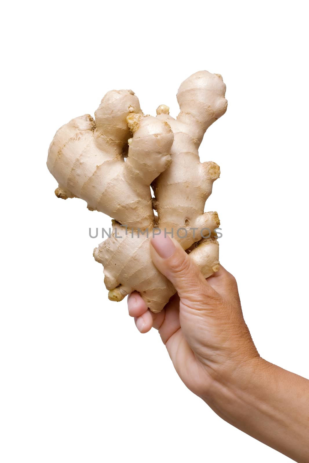 Holding ginger root on white background