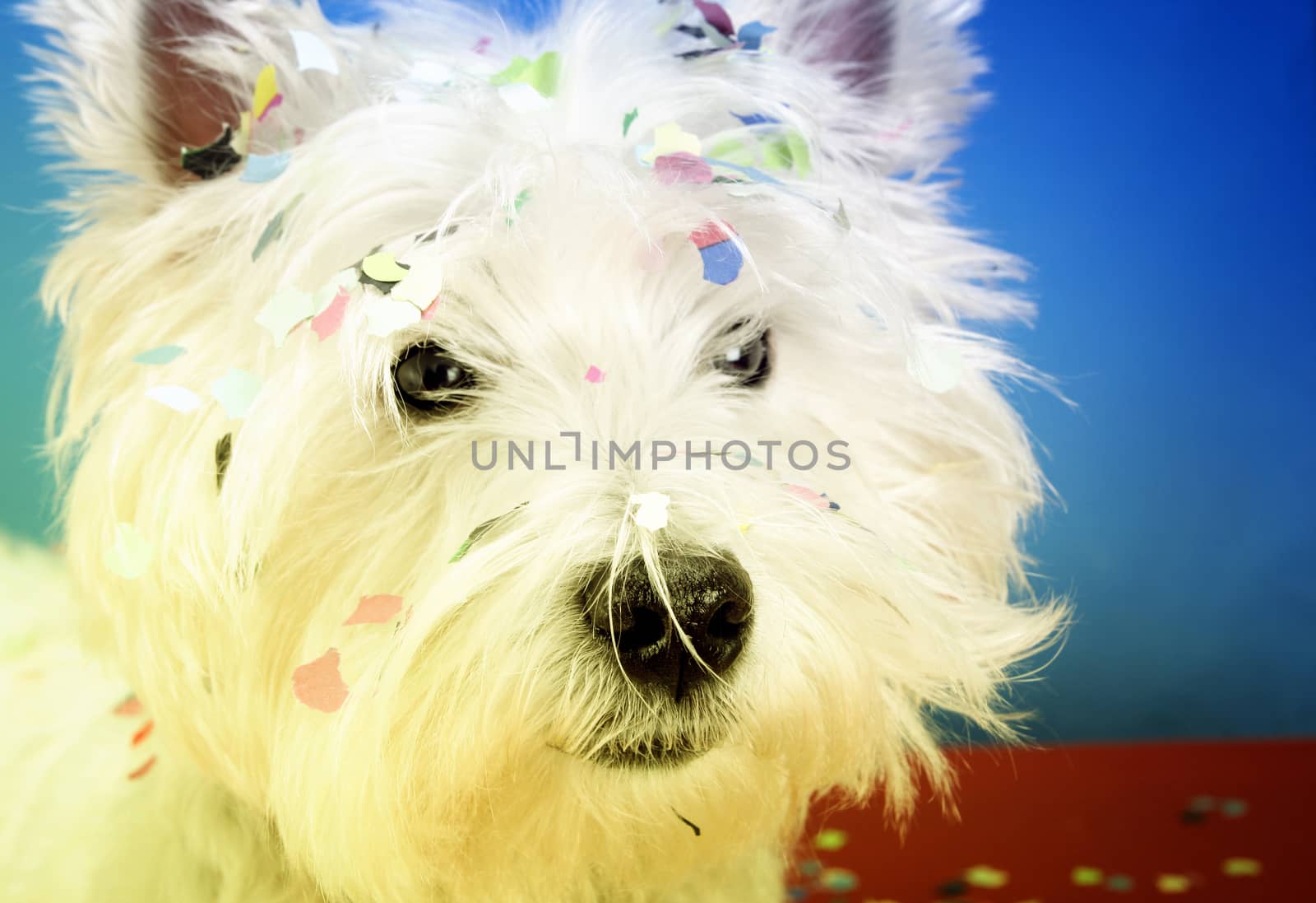 West highland white terrier with confetti.