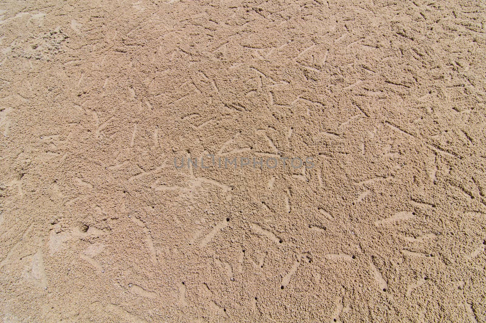 Crab hole on the beach is used background
