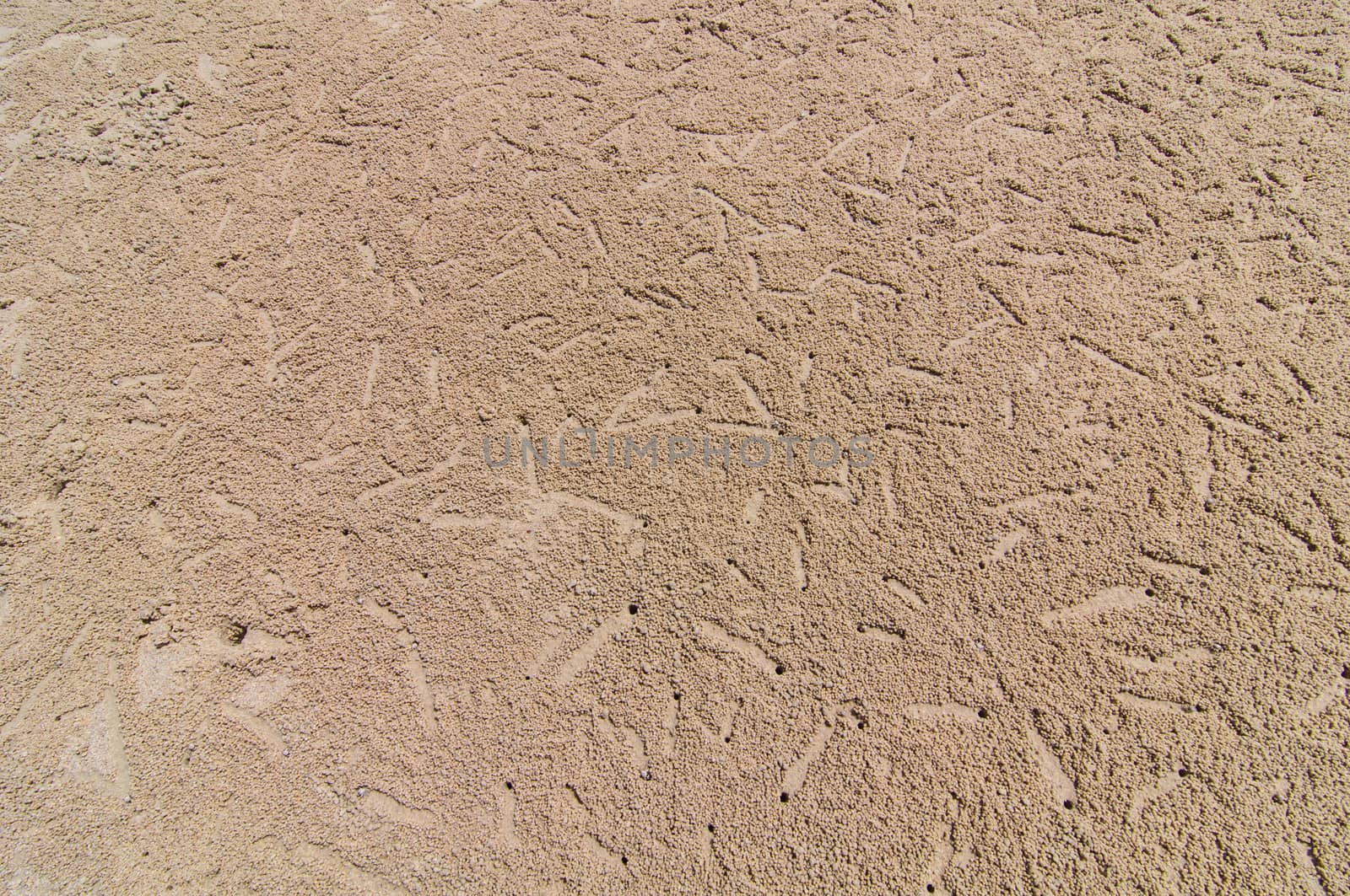 Crab hole on the beach is used background