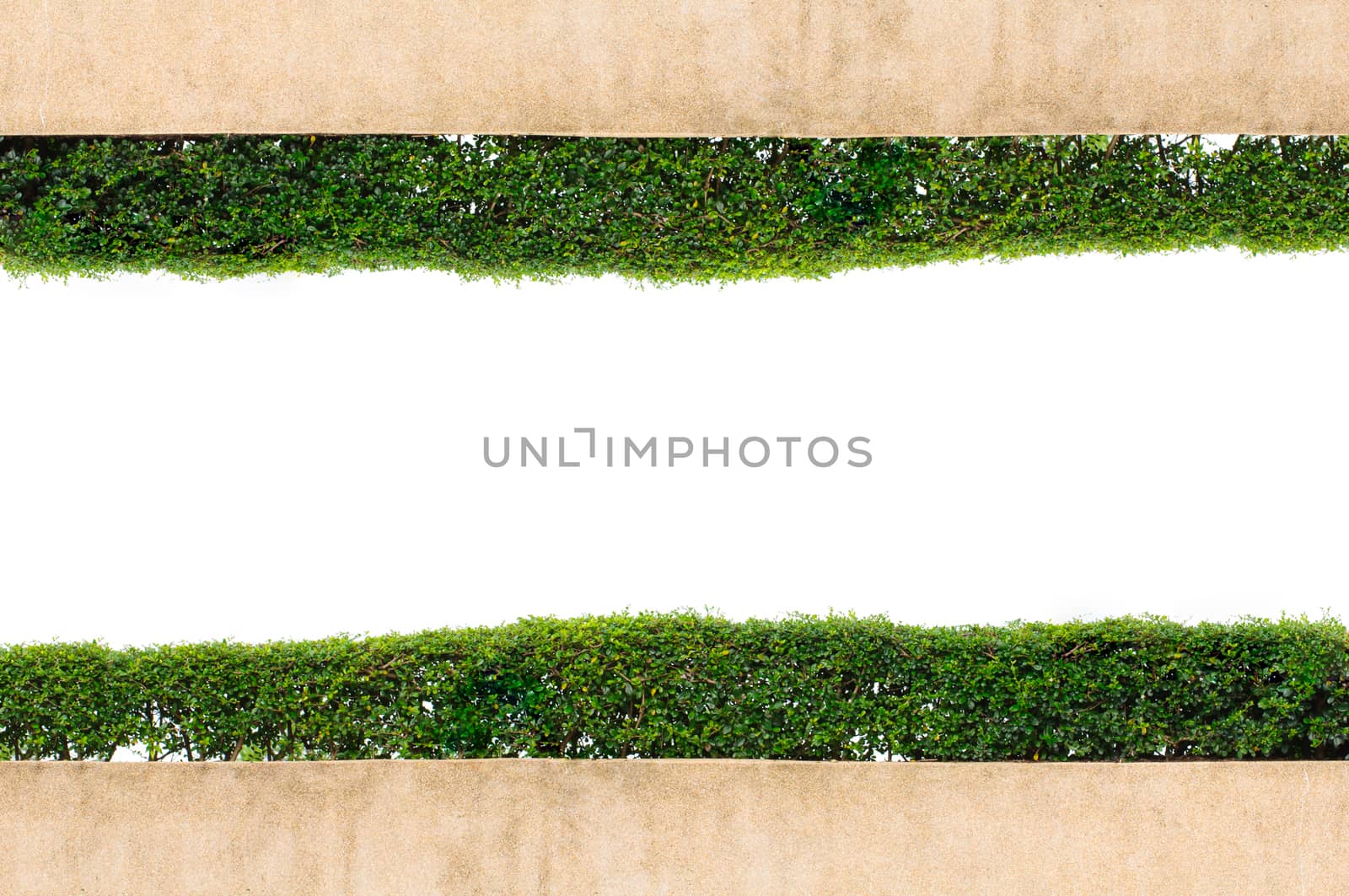 frame green grass isolated on the white background