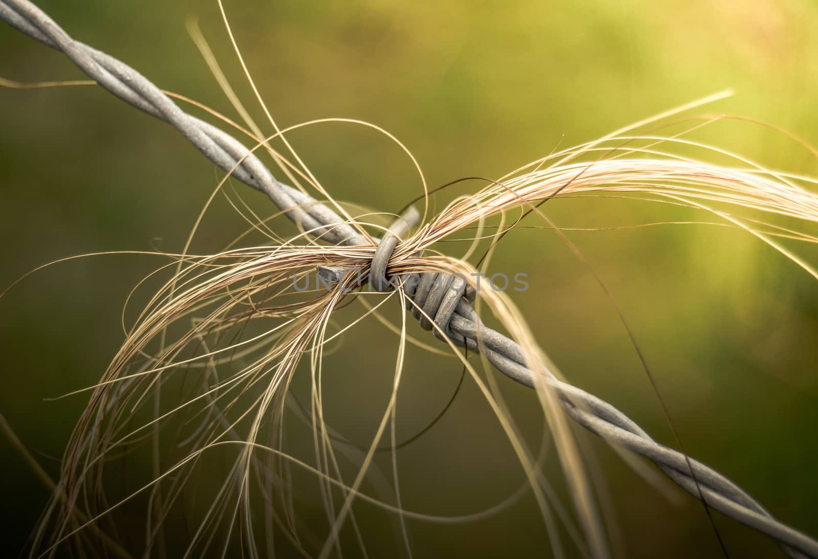 Barbed Wire Hair by mrdoomits