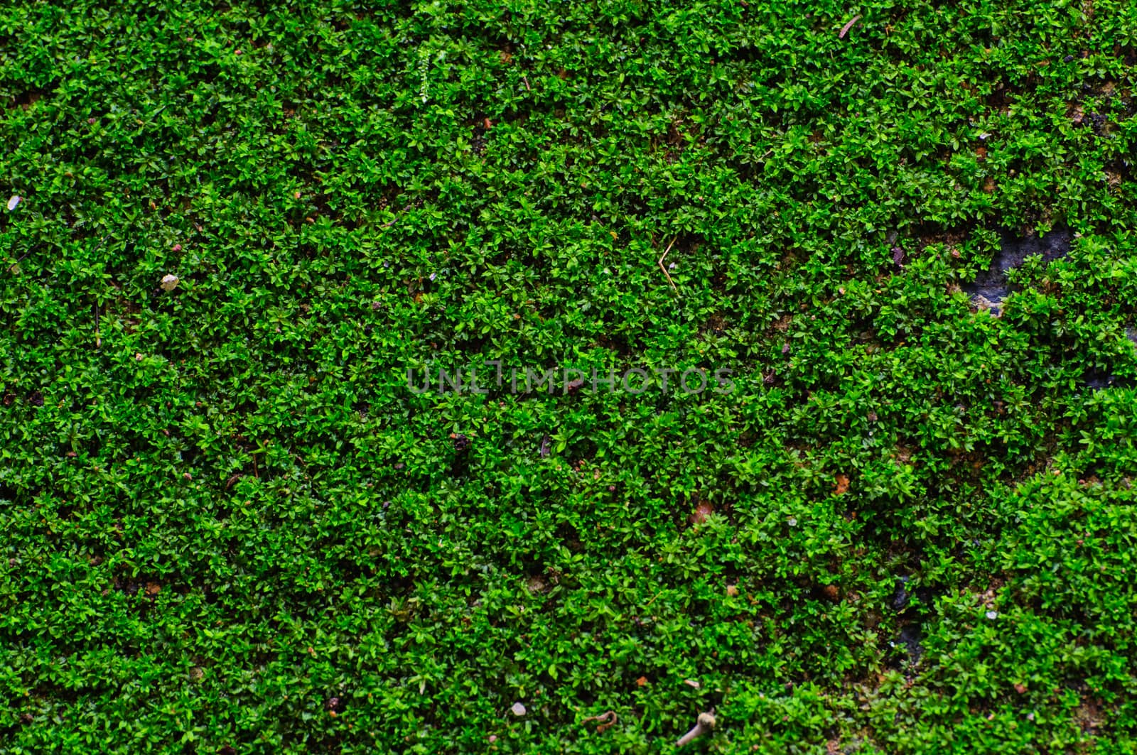 The green grass texture and background