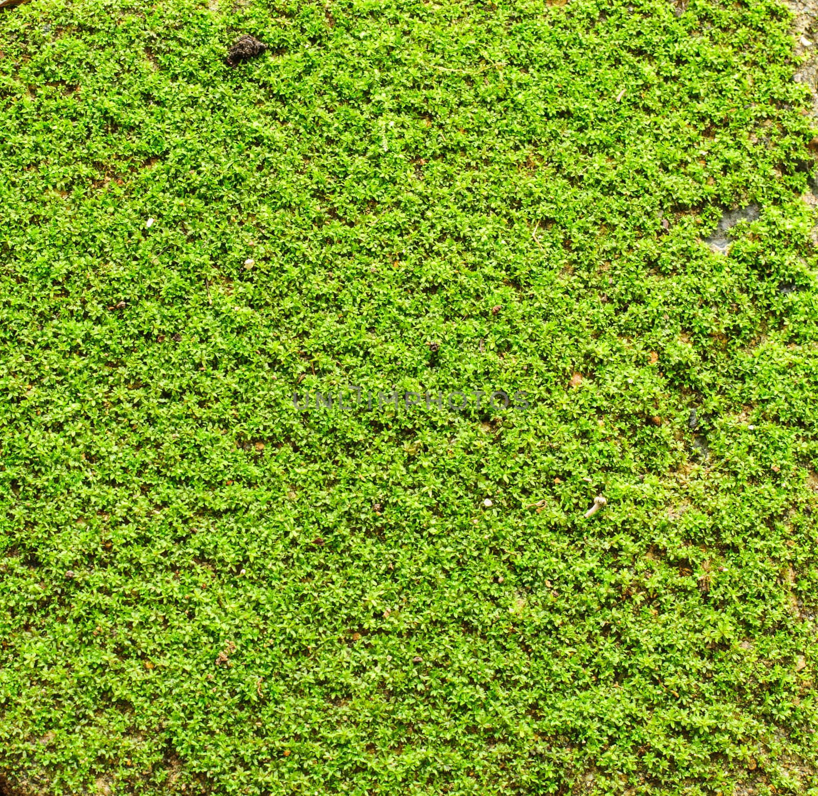 Green grass texture  by Sorapop