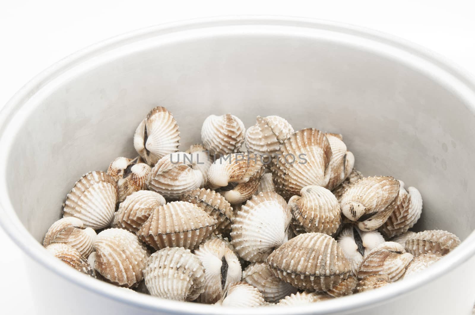 roughly fresh cockles on a white background
