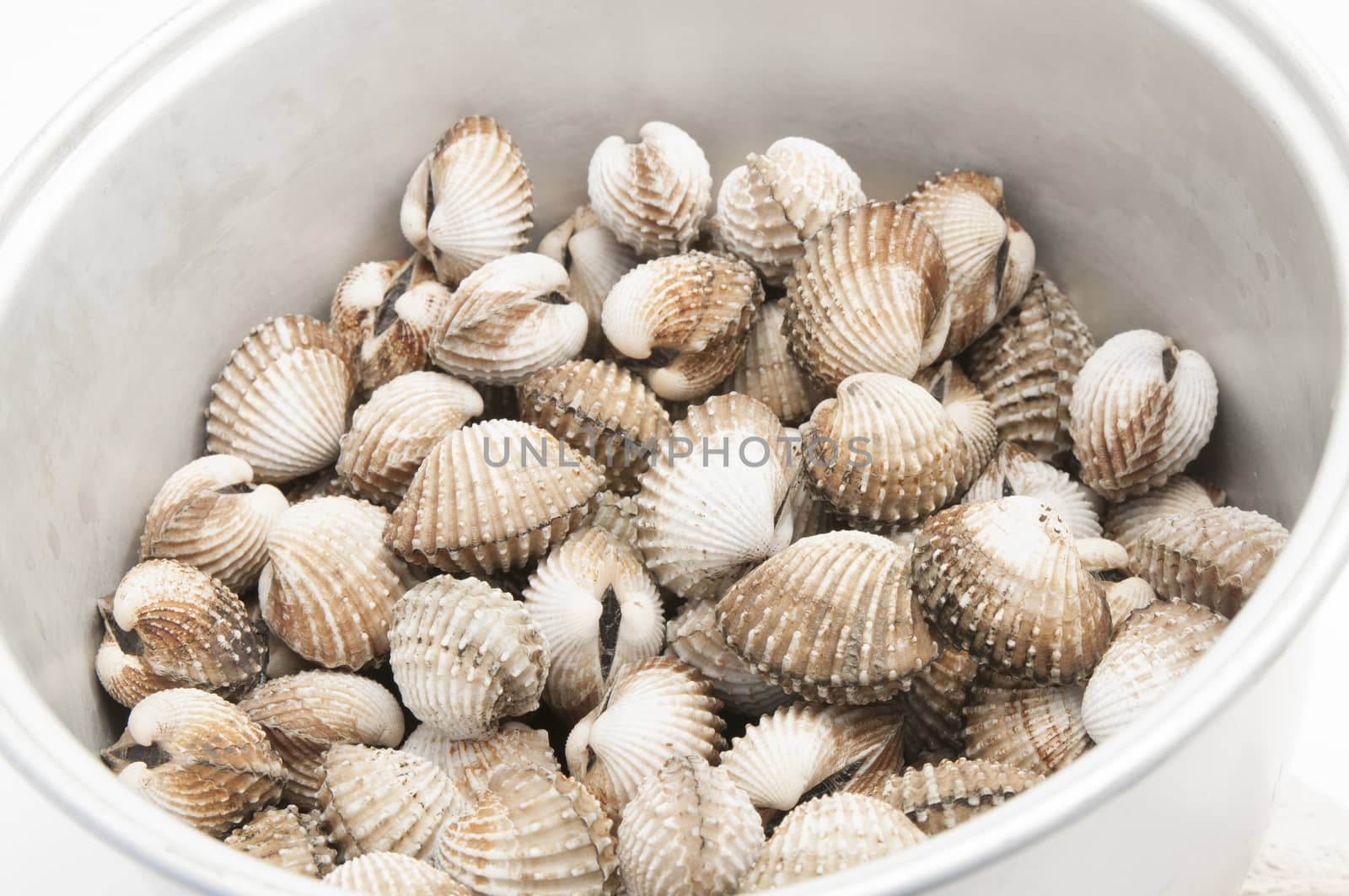 roughly fresh cockles on a white background