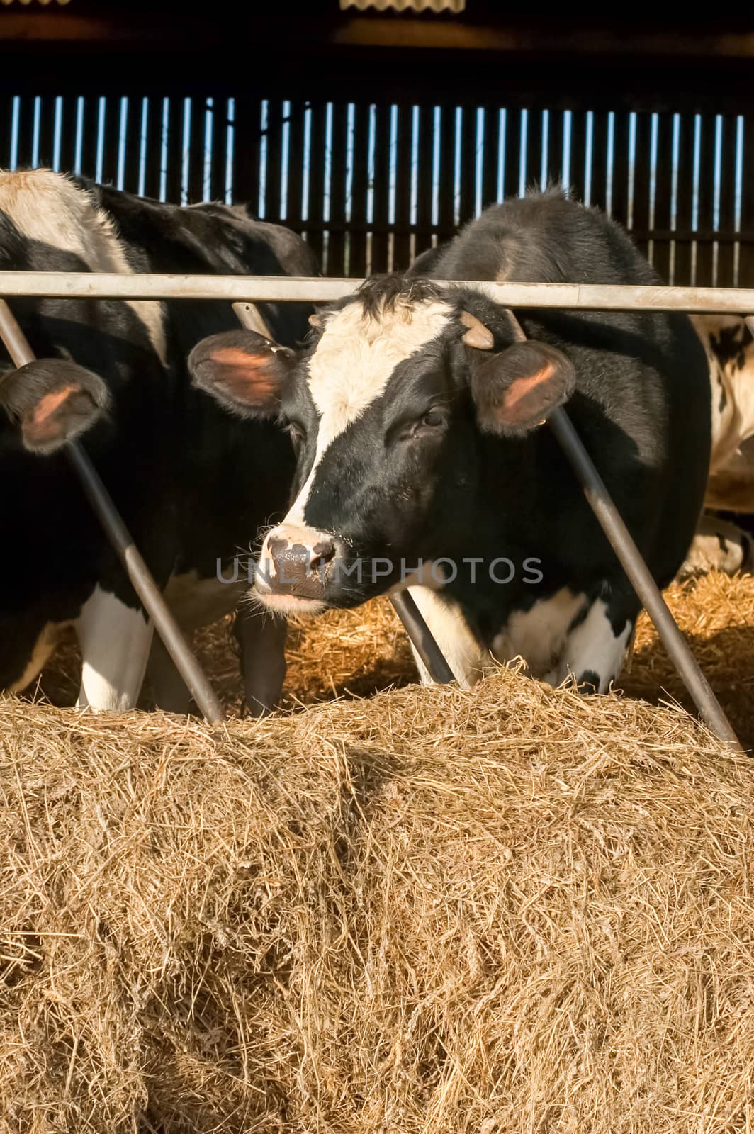 livestock cattle grazing in a farmyard barn