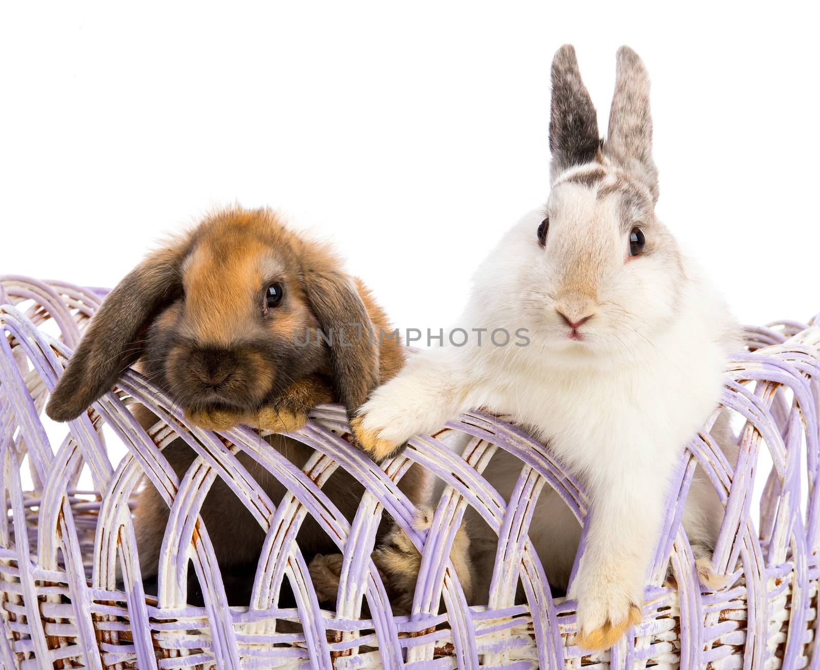 two Easter rabbits isolated in bascket on white background