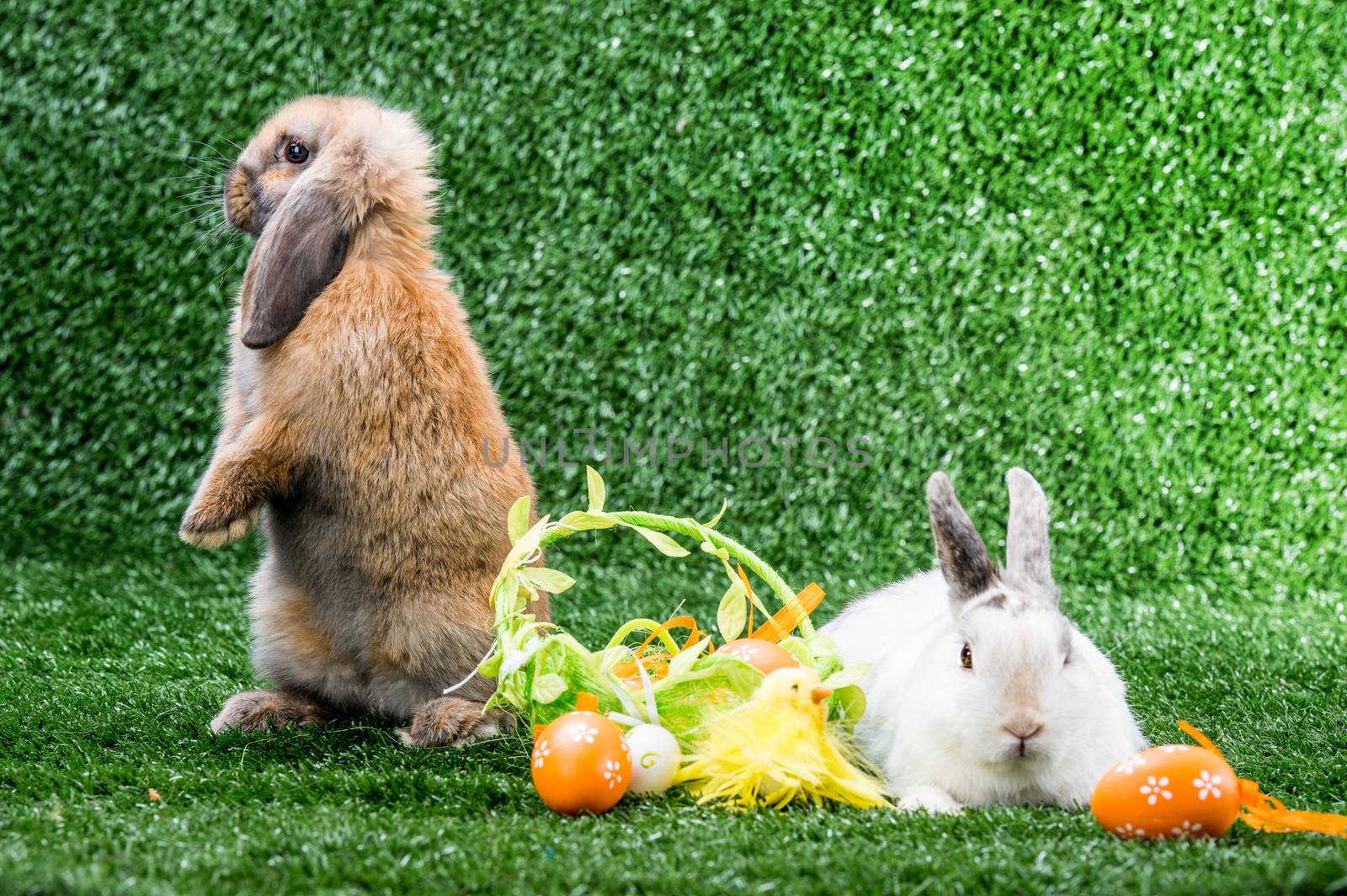 two rabbits on a green lawn with a basket of eggs