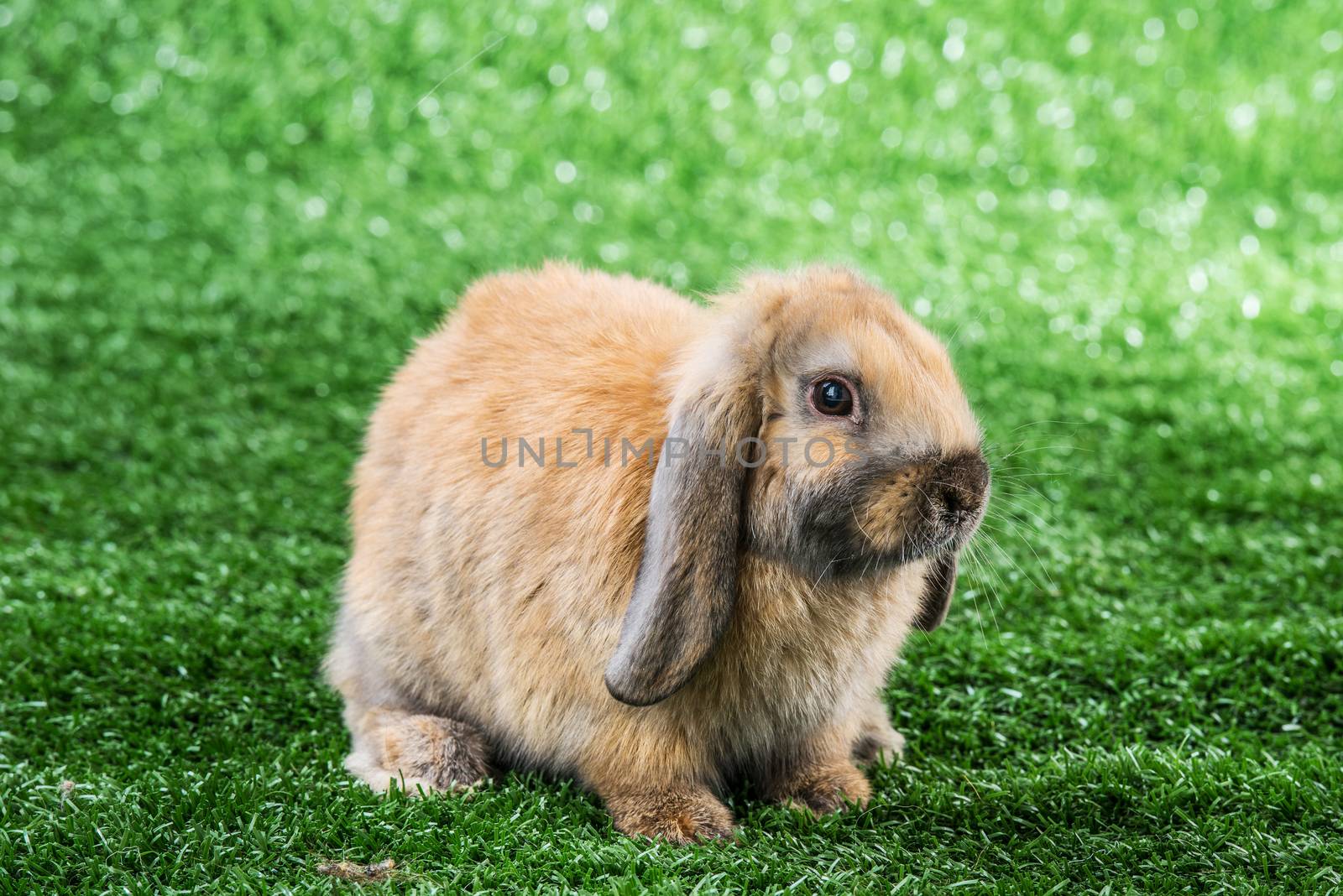 brown easter bunny on green lawn