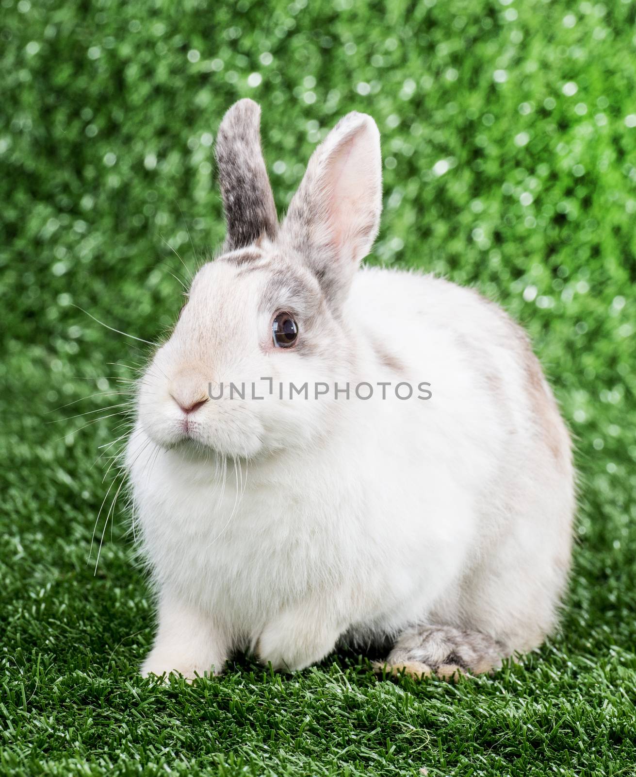 white rabbit on a green lawn