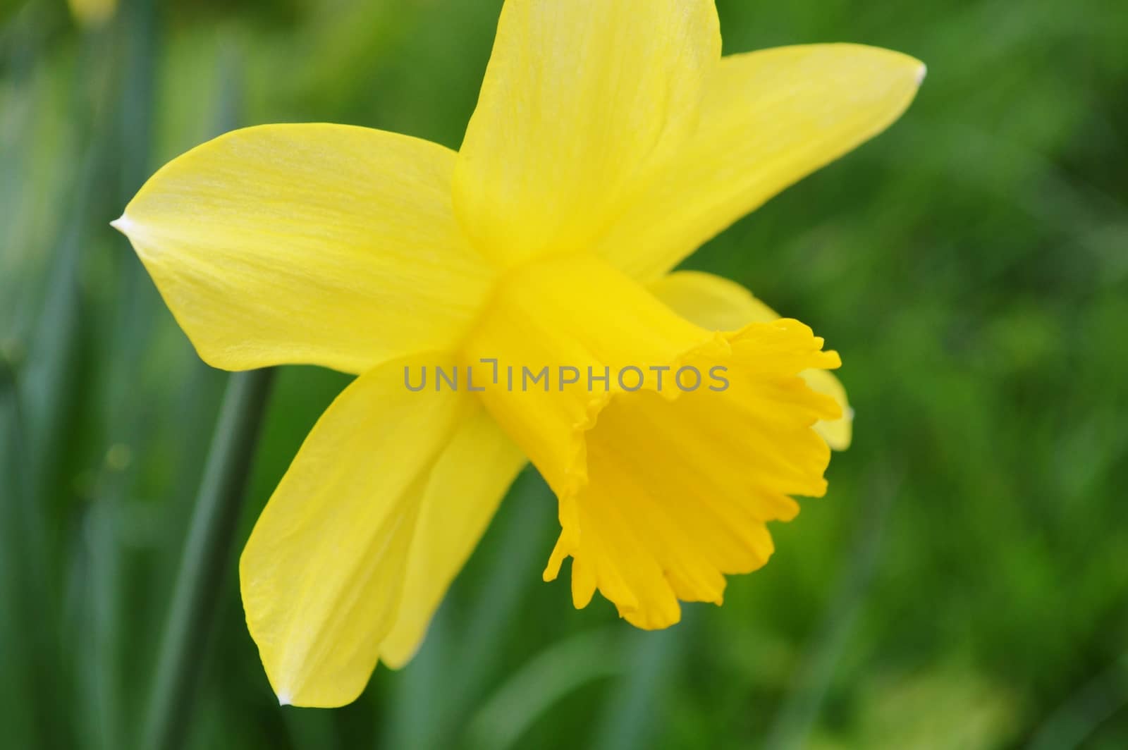 Close-up image of a colourful Daffodil bloom.