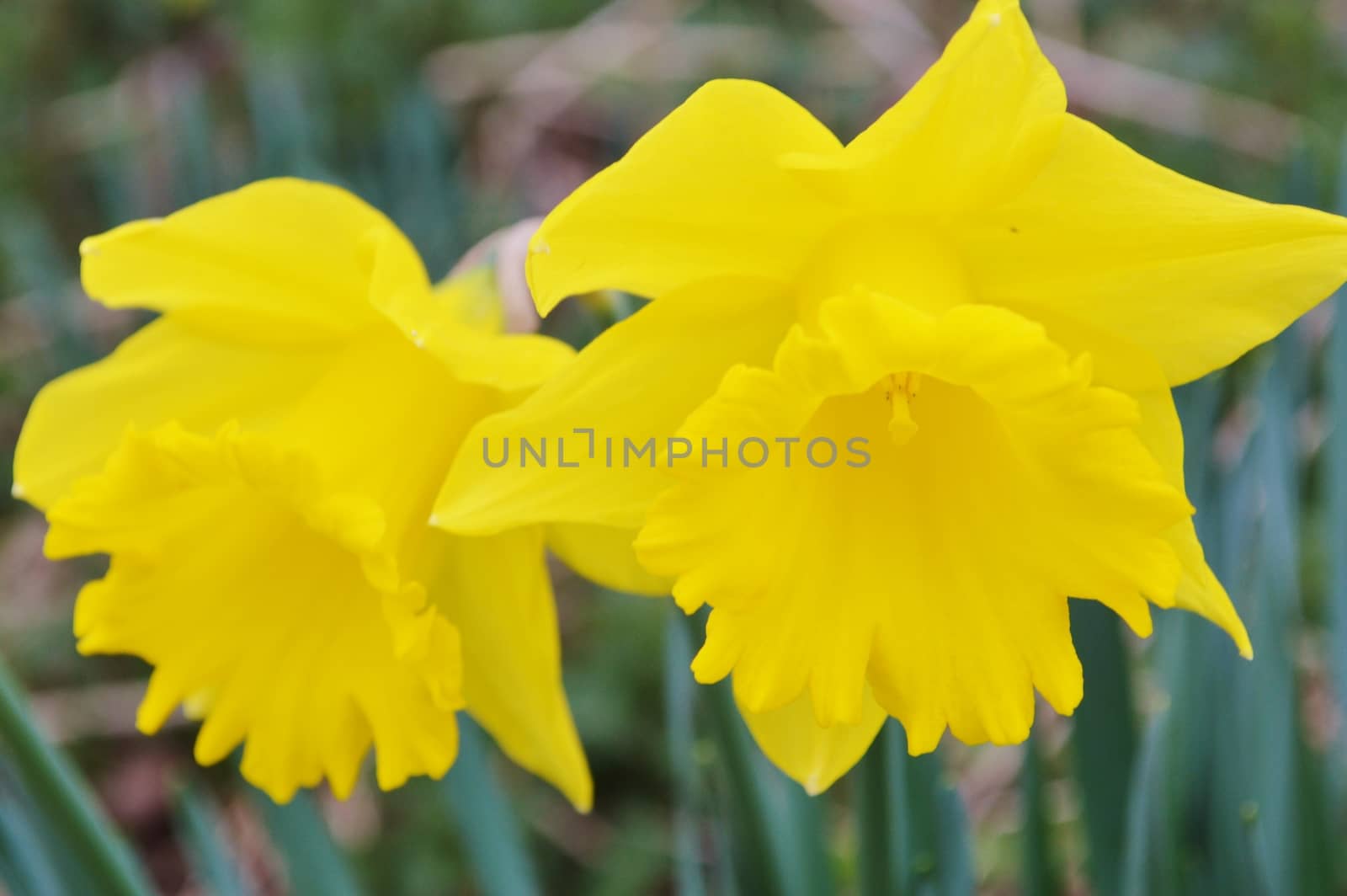 Close-up image of two yellow Daffodil blooms.