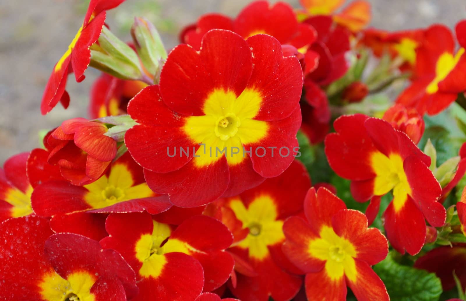 Colourful Primula flowers.